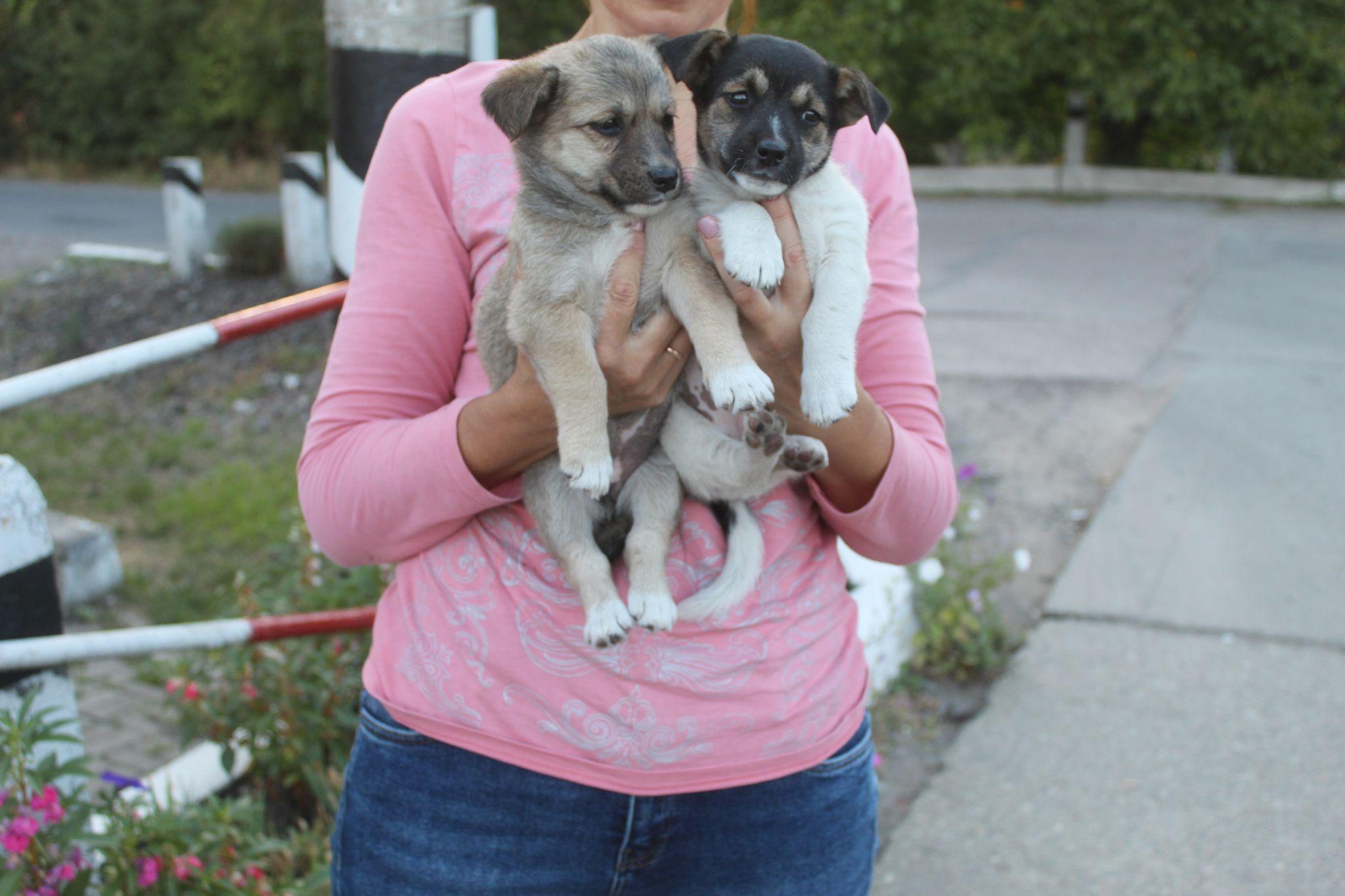 Новини Козятина - фото з Як можна назвати людину, яка вивезла до лісу маленьких собачат