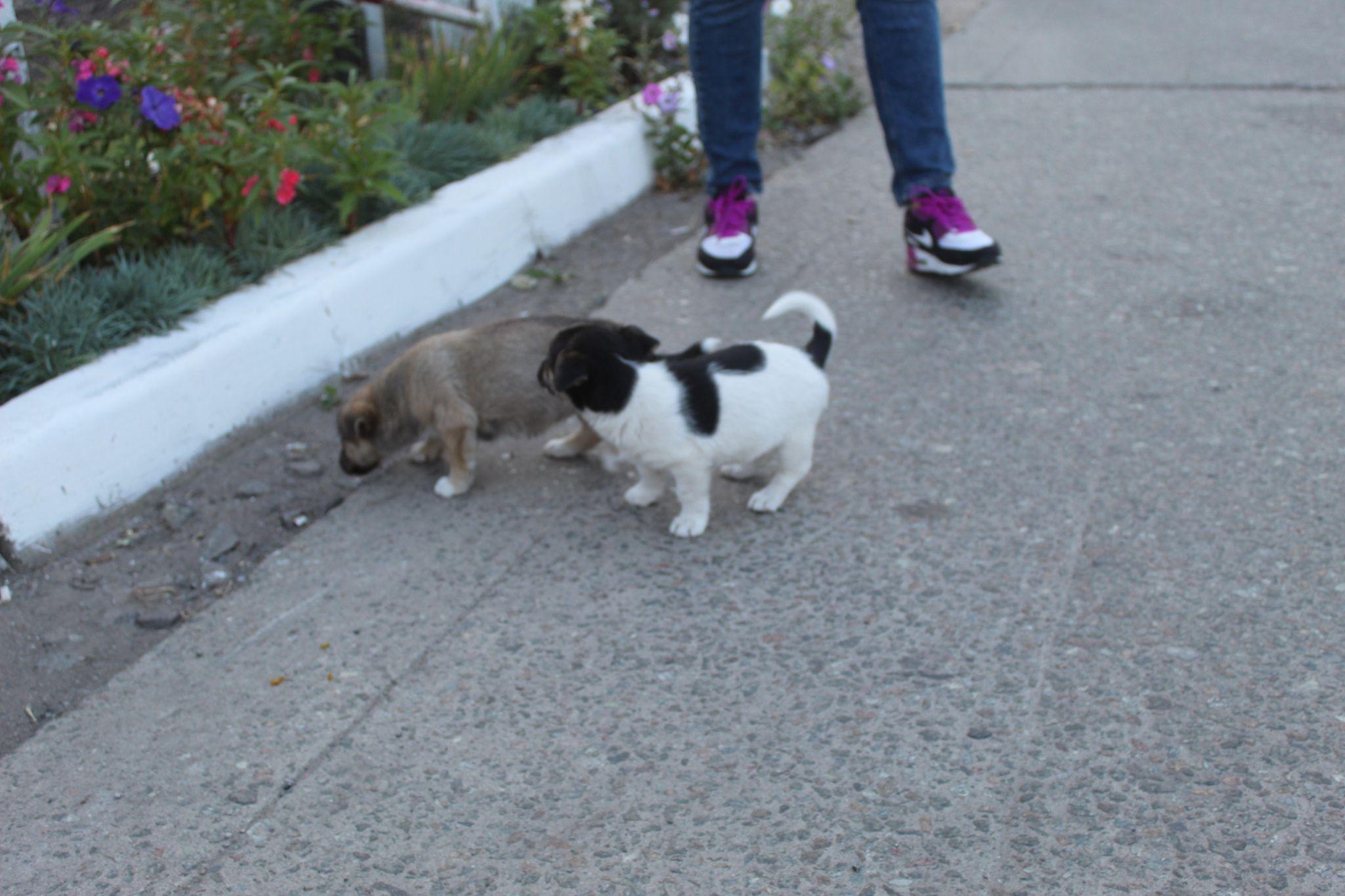 Новини Козятина - фото з Як можна назвати людину, яка вивезла до лісу маленьких собачат