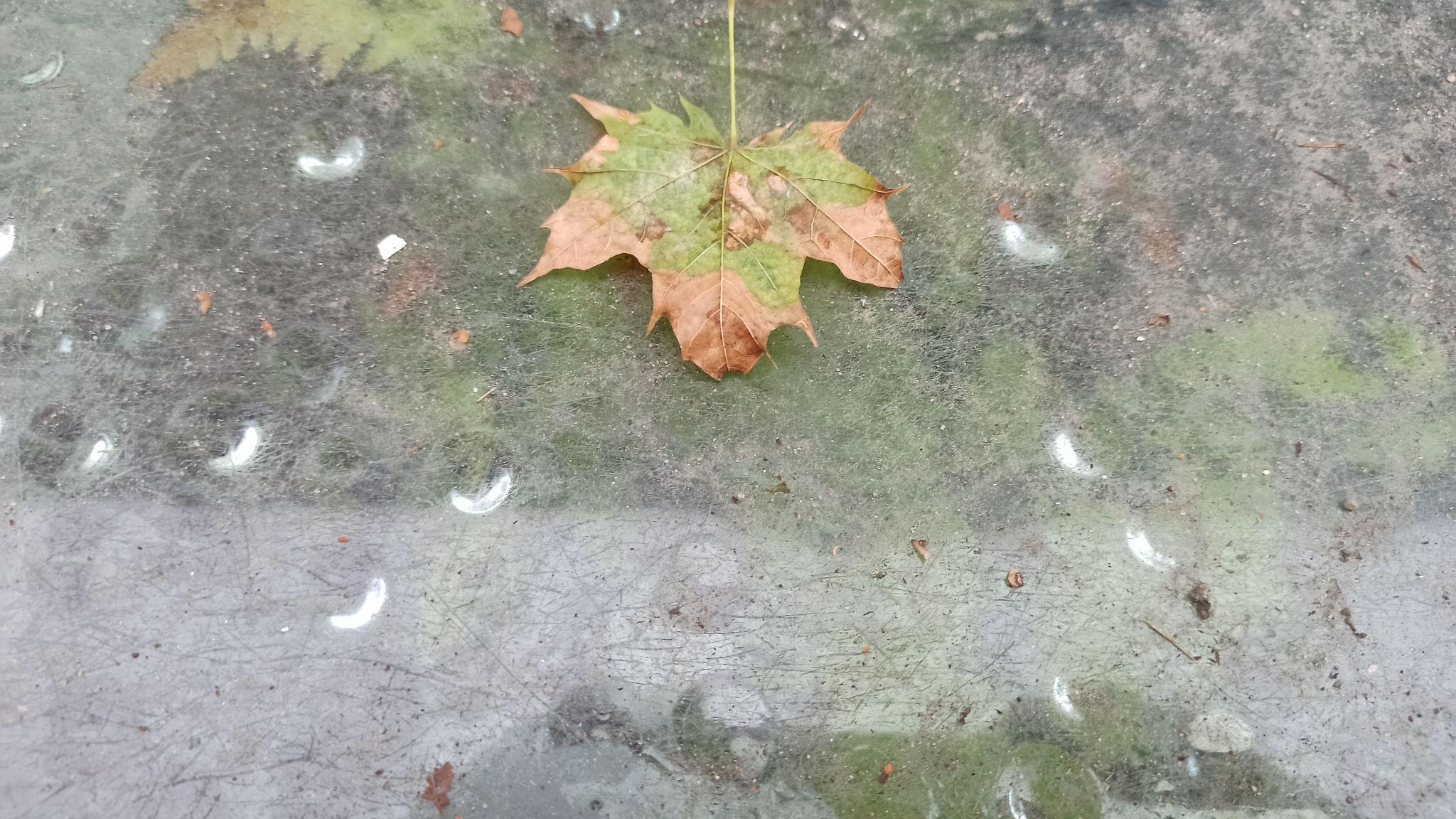 Новини Житомира - фото з Надворі осінь, а у житомирському проваллі завжди весна