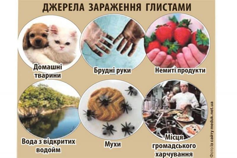 Новини Козятина - фото з Домашні тварини, брудні руки та немиті овочі. Нагадують про профілактику глистів у дітей