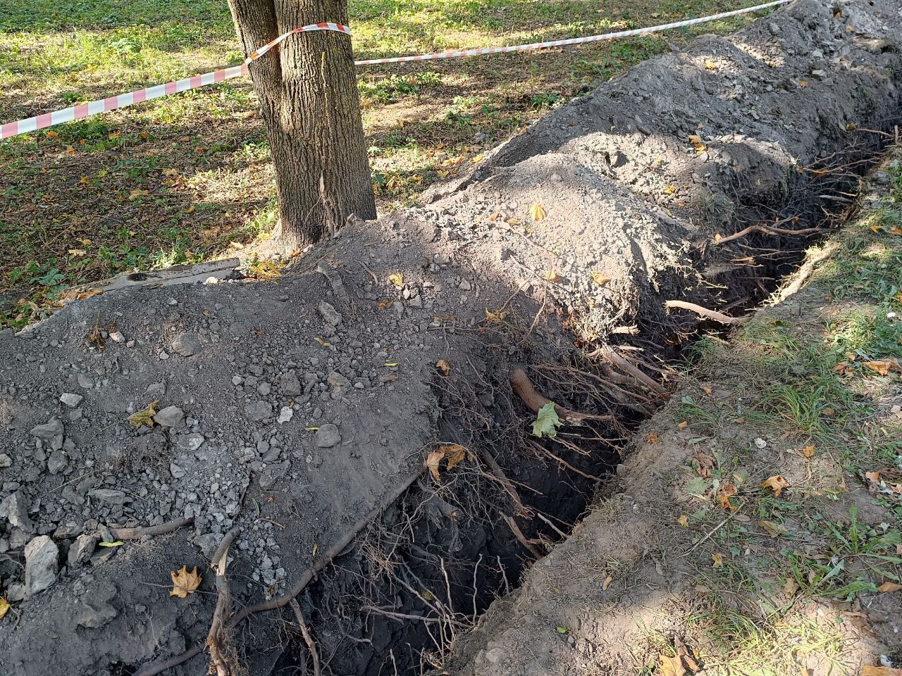 Новини Тернополя - фото з У парку Сопільче копали траншею та пошкодили коріння дерев: ми дізналися подробиці