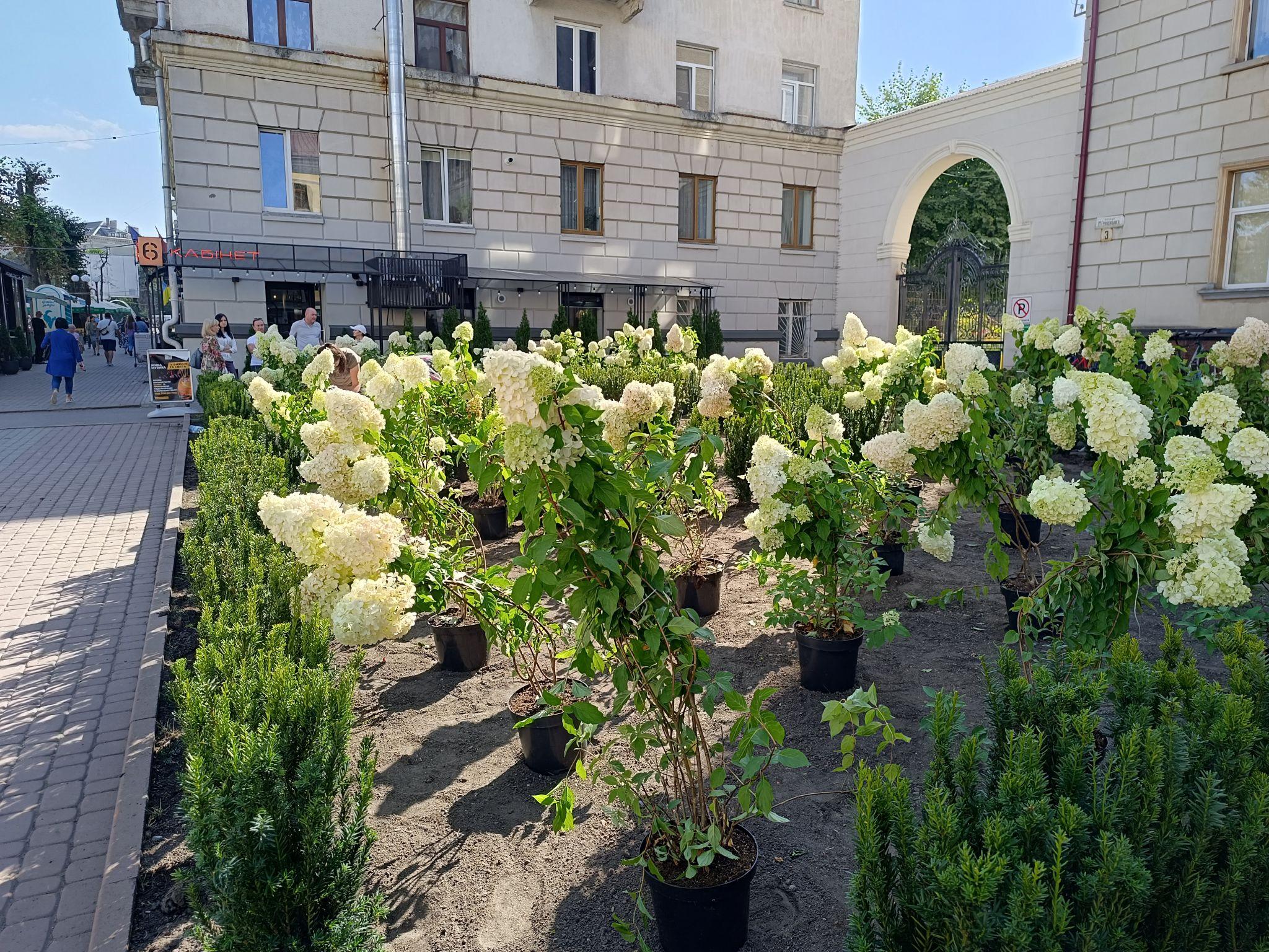 Новини Тернополя - фото з Біля школи №3 висаджують гортензії та туї: як виглядає територія