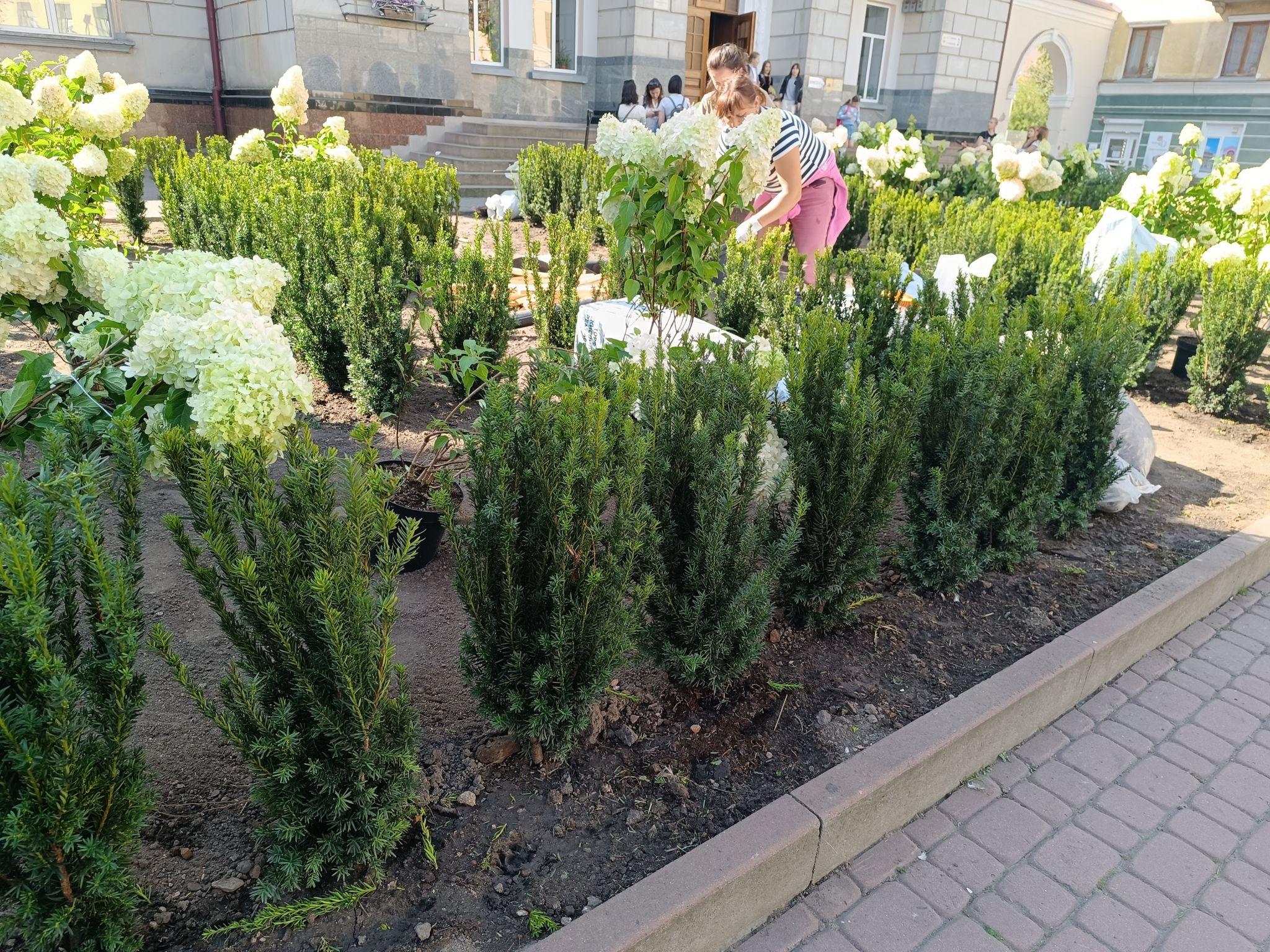 Новини Тернополя - фото з Біля школи №3 висаджують гортензії та туї: як виглядає територія