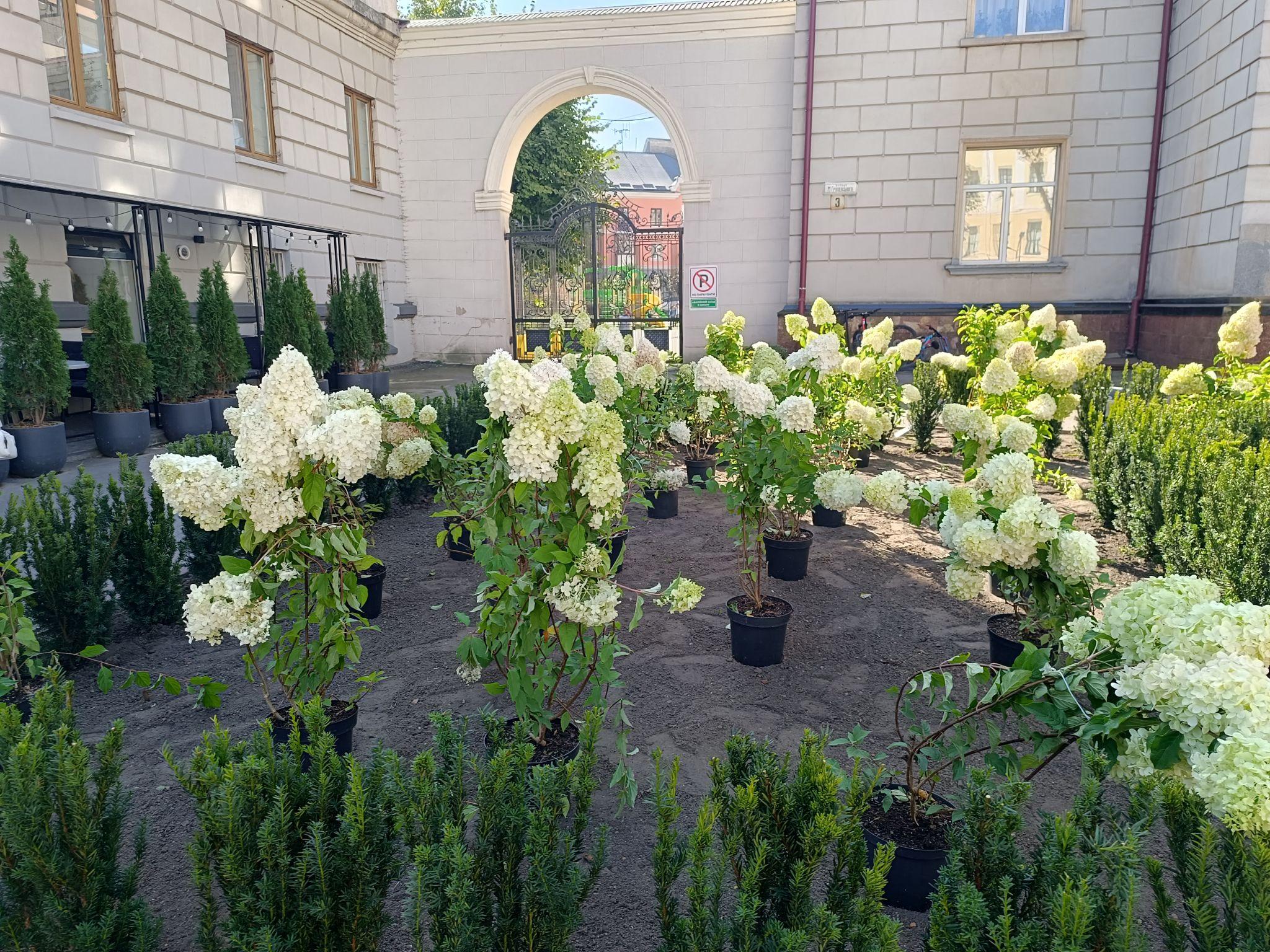 Новини Тернополя - фото з Біля школи №3 висаджують гортензії та туї: як виглядає територія