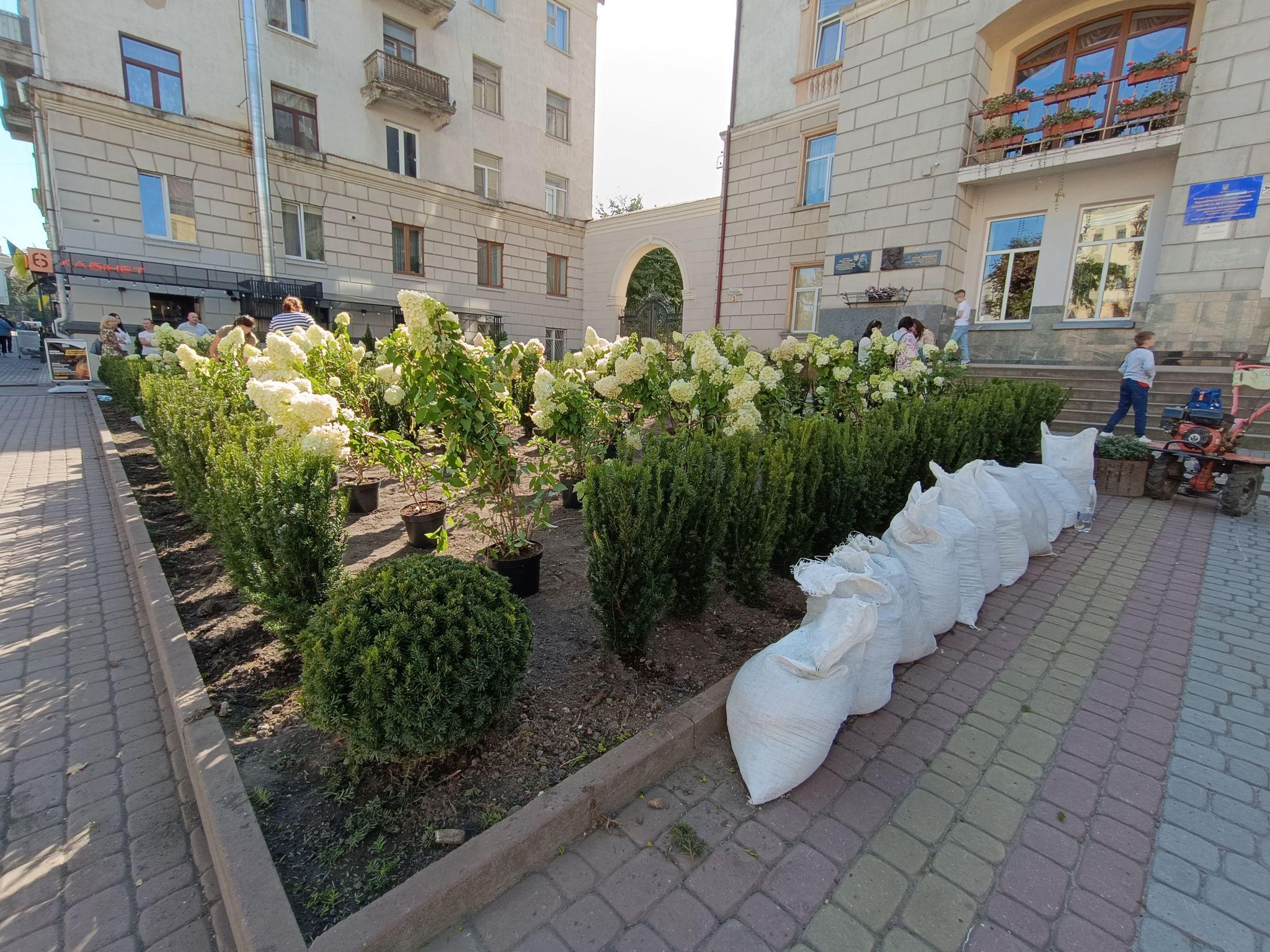 Новини Тернополя - фото з Біля школи №3 висаджують гортензії та туї: як виглядає територія