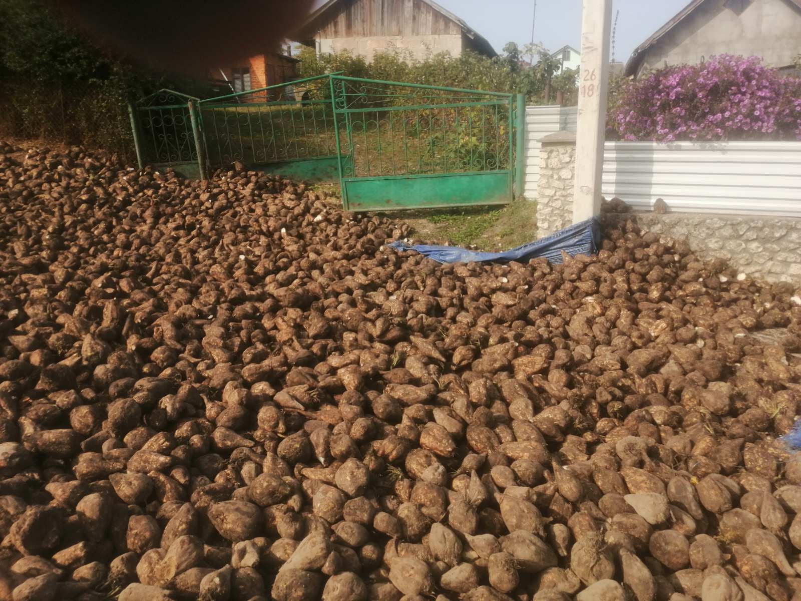 Новини Тернополя - фото з Вдруге за тиждень: в Ігровиці знову перекинулась фура з буряками