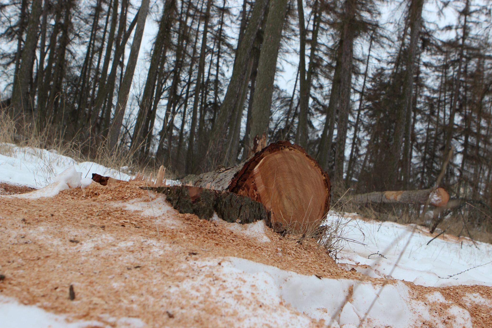 Новини Вінниці - фото з «Вони ріжуть здорові дерева і продають їх на дошки»: що відбувається у П'ятничанському парку