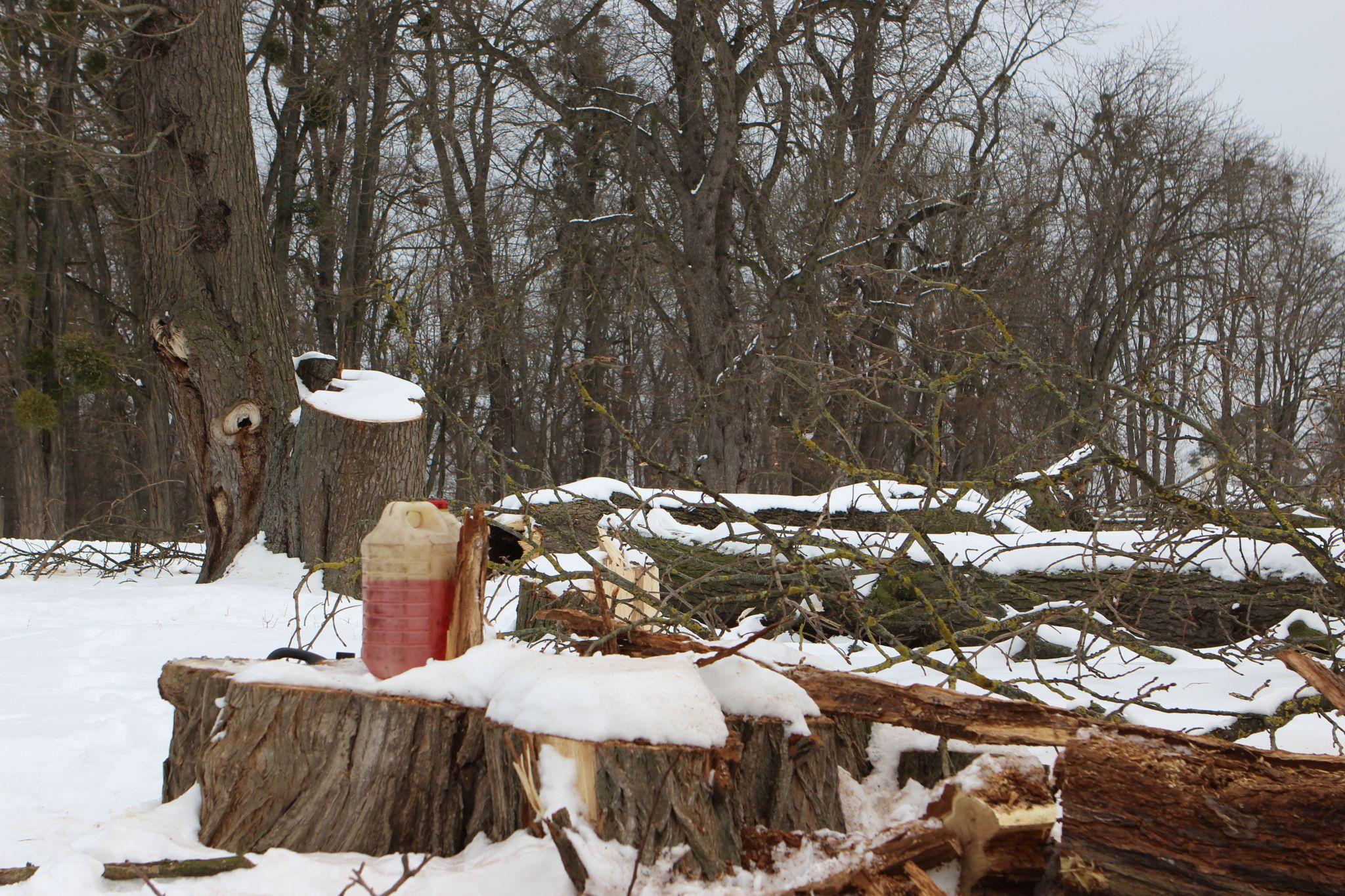 Новини Вінниці - фото з «Вони ріжуть здорові дерева і продають їх на дошки»: що відбувається у П'ятничанському парку