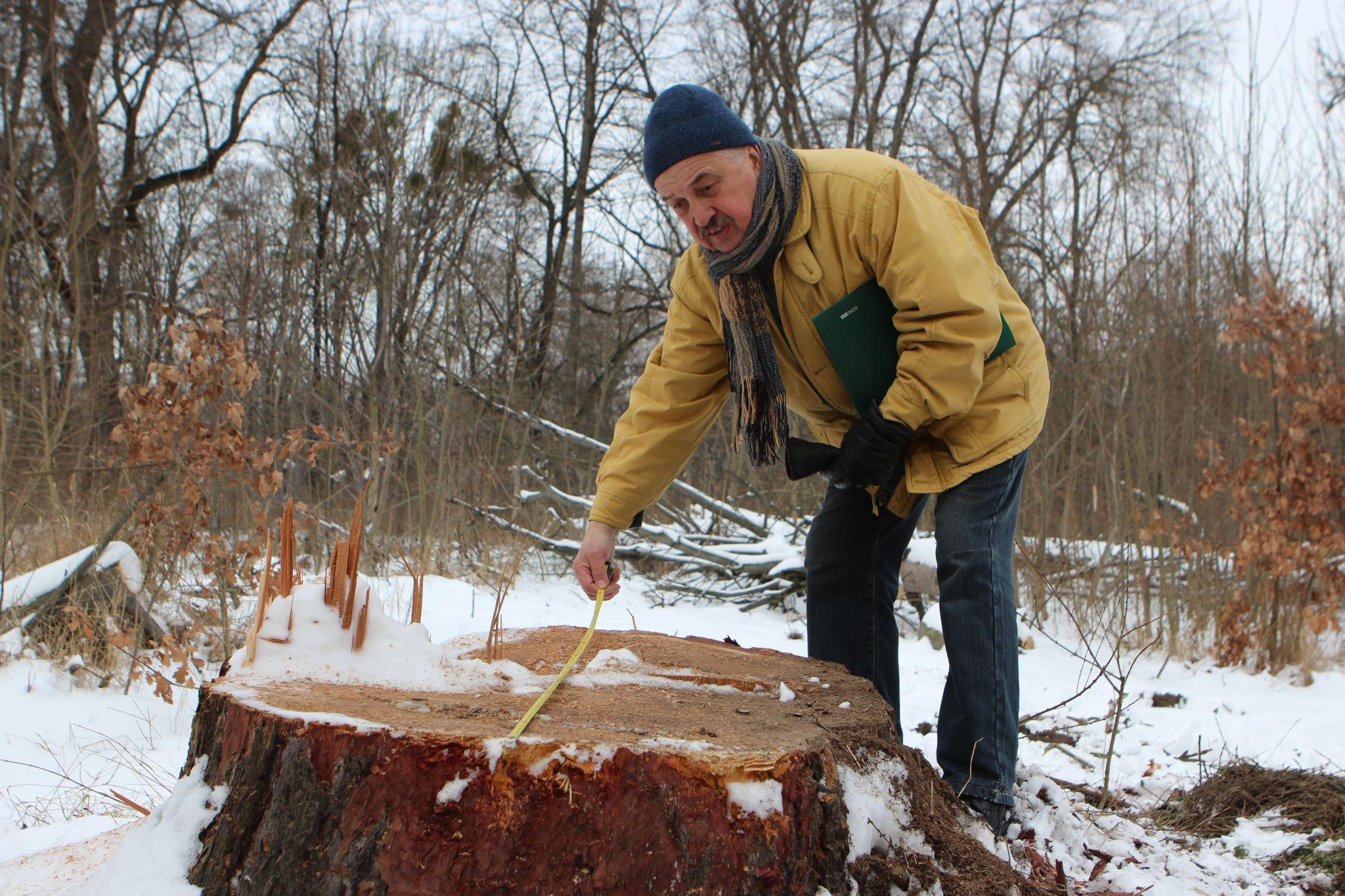 Новини Вінниці - фото з «Вони ріжуть здорові дерева і продають їх на дошки»: що відбувається у П'ятничанському парку