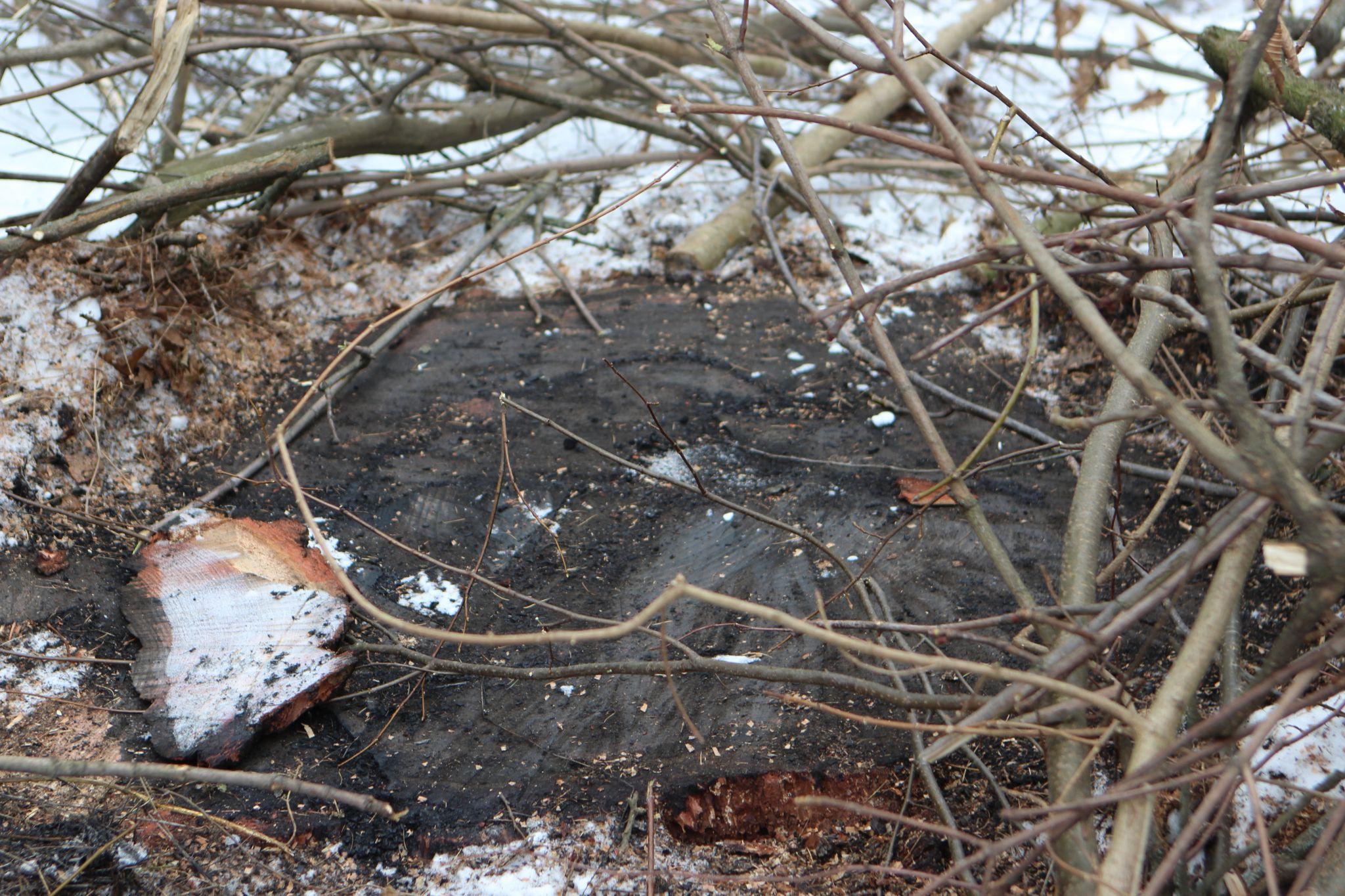 Новини Вінниці - фото з «Вони ріжуть здорові дерева і продають їх на дошки»: що відбувається у П'ятничанському парку