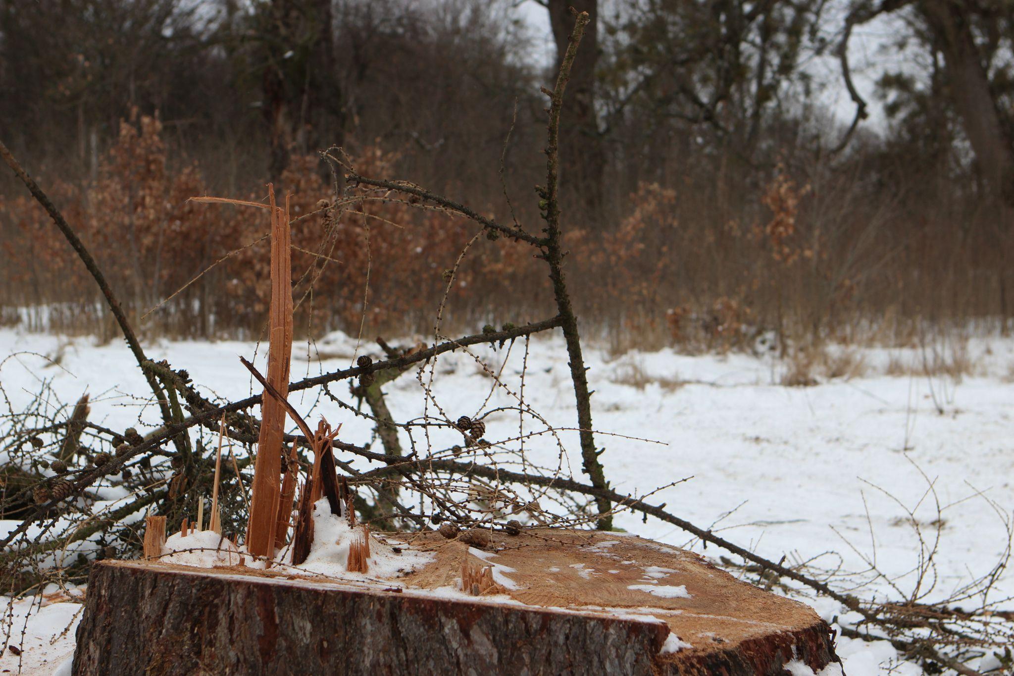 Новини Вінниці - фото з «Вони ріжуть здорові дерева і продають їх на дошки»: що відбувається у П'ятничанському парку