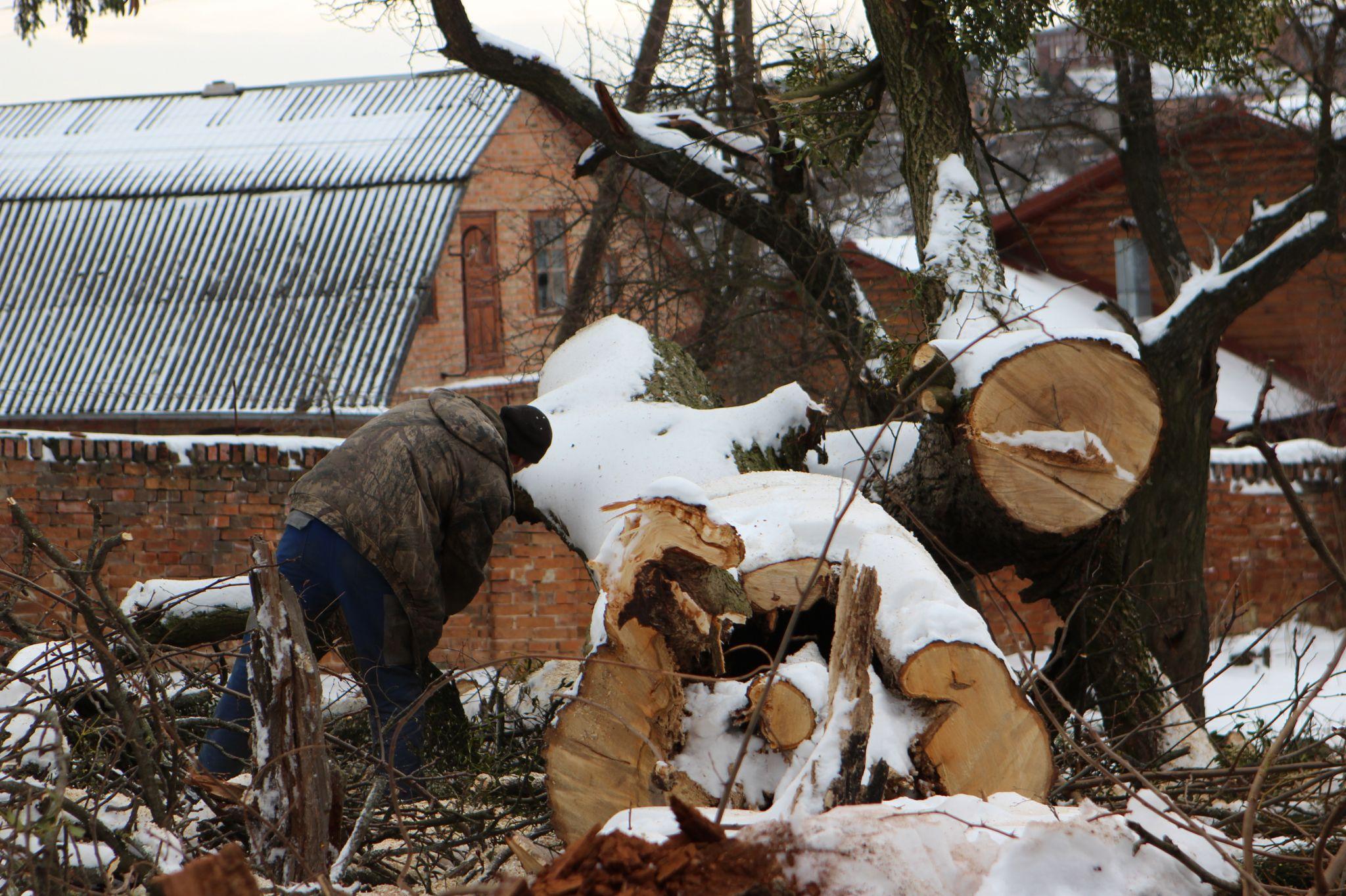 Новини Вінниці - фото з «Вони ріжуть здорові дерева і продають їх на дошки»: що відбувається у П'ятничанському парку