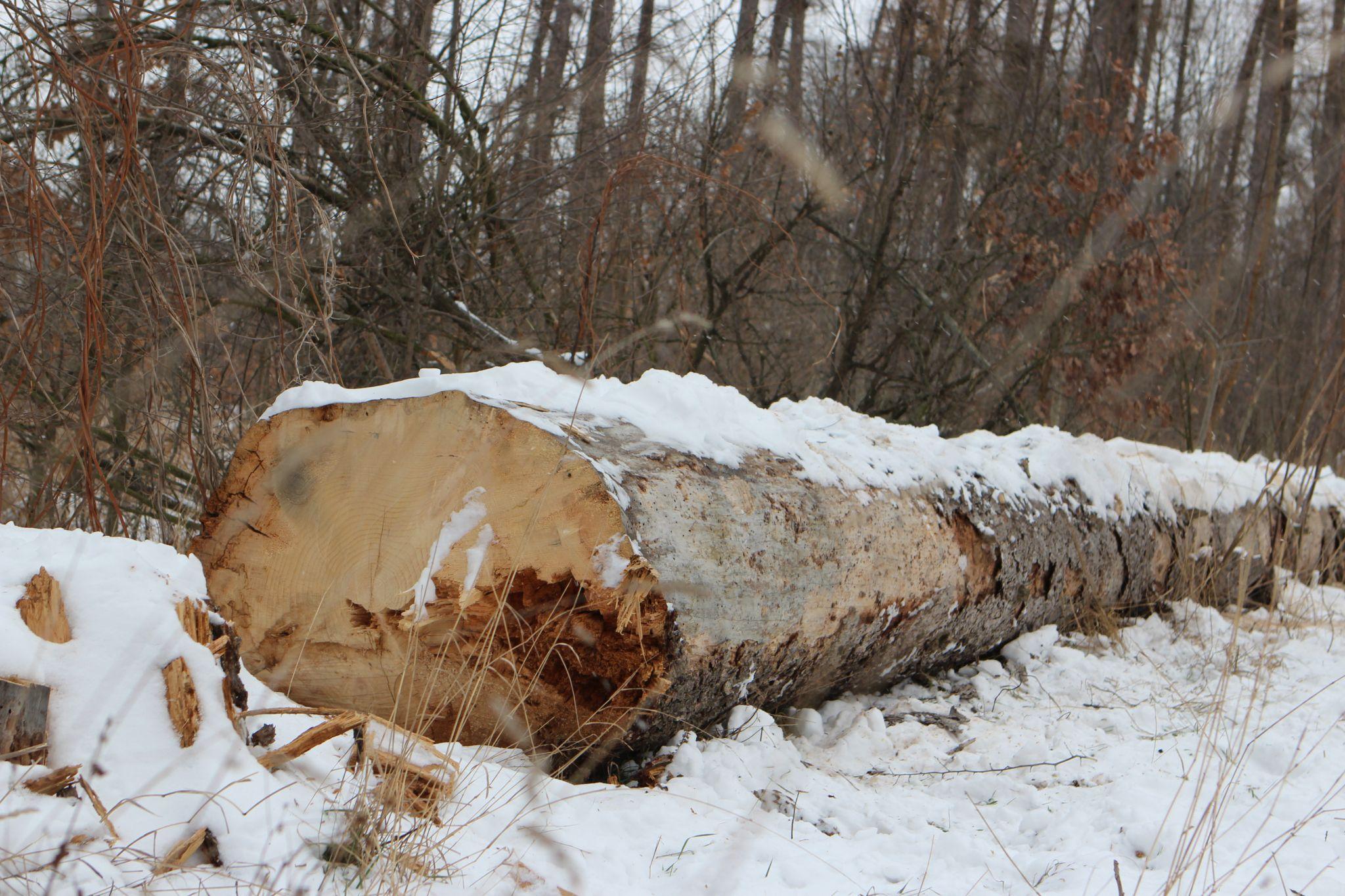Новини Вінниці - фото з «Вони ріжуть здорові дерева і продають їх на дошки»: що відбувається у П'ятничанському парку