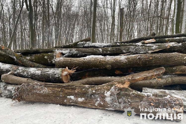 Новини Тернополя - фото з До 8 років за ґратами світить жителю Яблуніва за крадіжку деревини в заповіднику