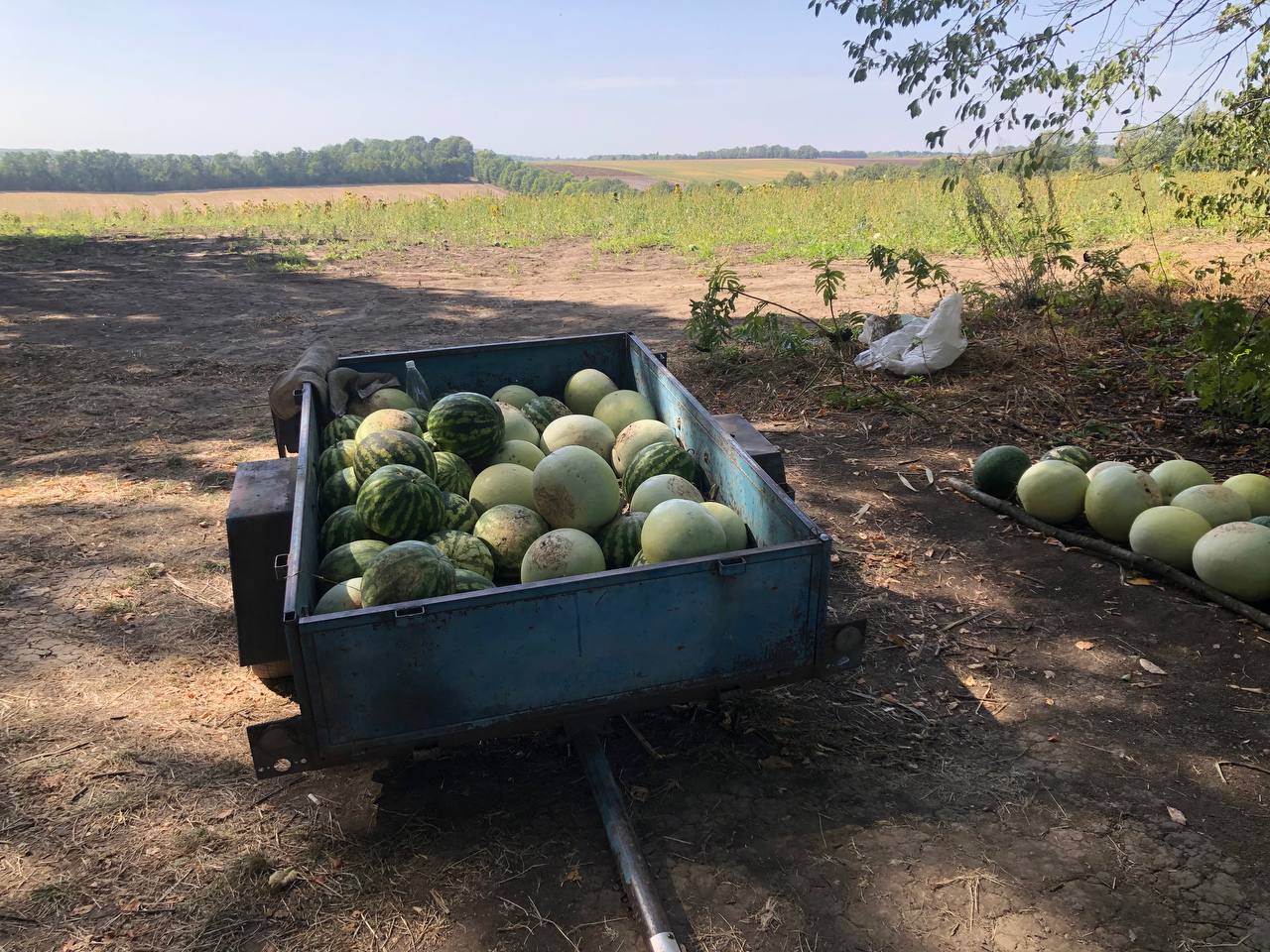 Новини Вінниці - фото з На Вінниччині відновлять обсяги вирощування кавунів. Де вже зібрали урожай?