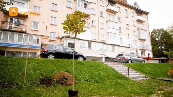 Новини Тернополя - фото з У Тернополі висадили нові дерева. Локації