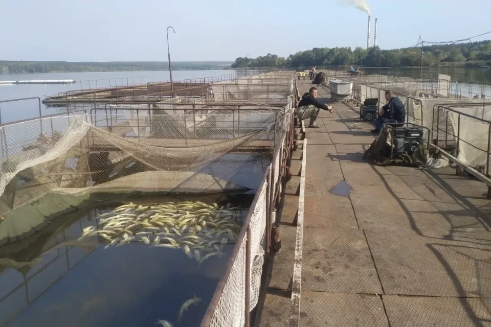 Новини Вінниці - фото з Забруднення від птахофабрики? Комісія розслідує загибель дев'яти тонн осетрів в Ладижині