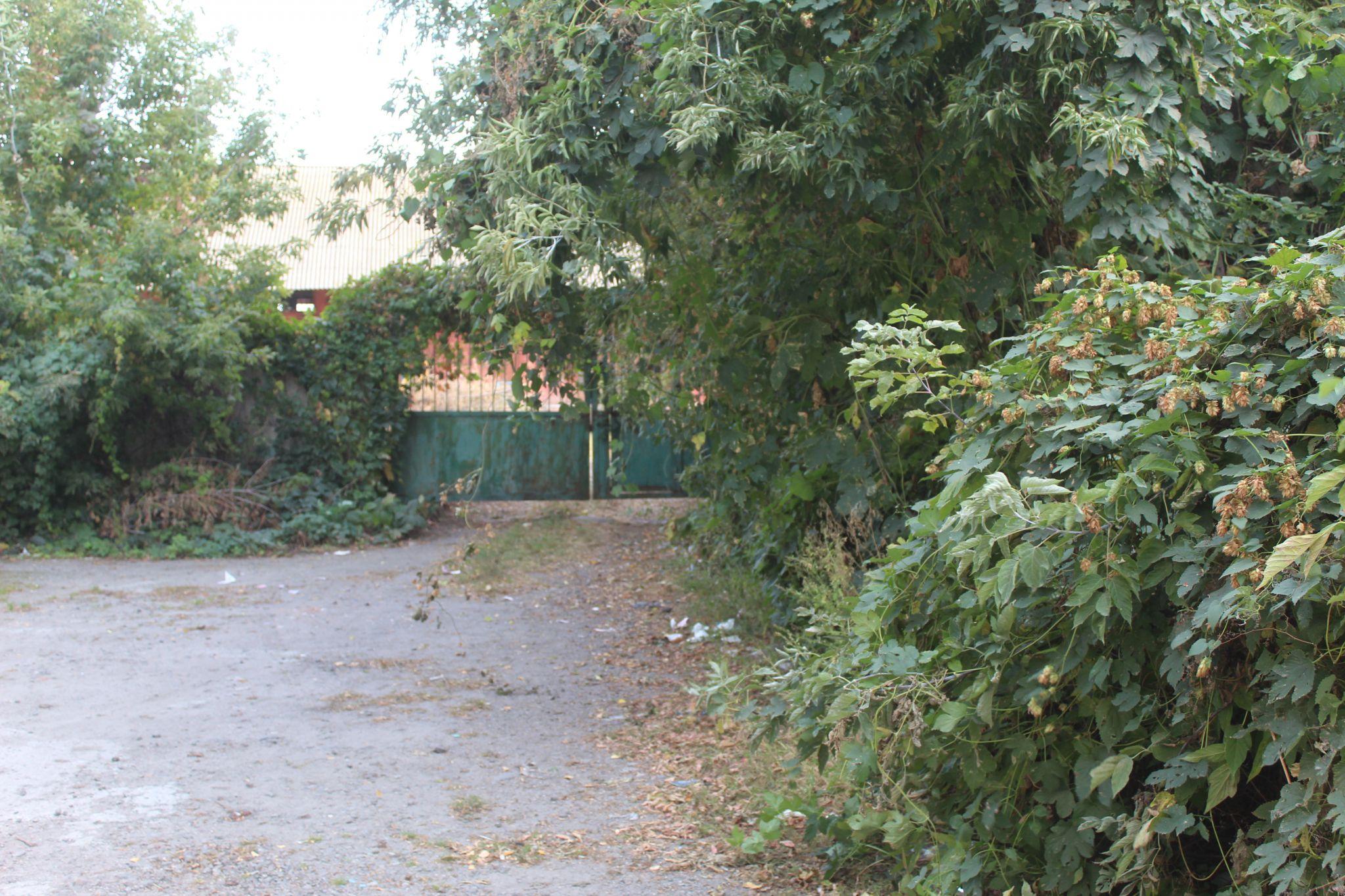 Новини Козятина - фото з Бур’яни на горілій рампі і райське місце та, на жаль, не у нас