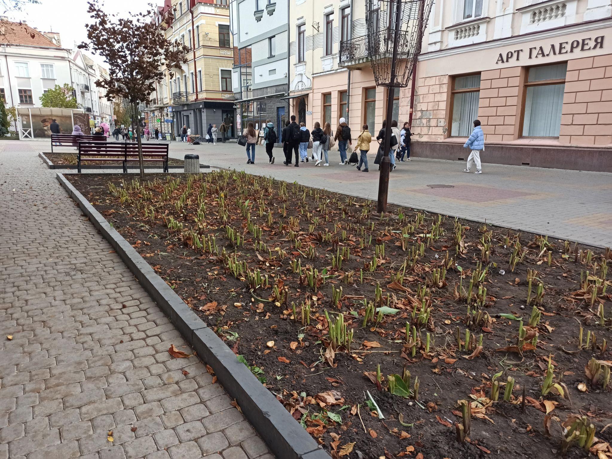 Новини Тернополя - фото з Квітники у центрі Тернополя готують до зими: фото дня