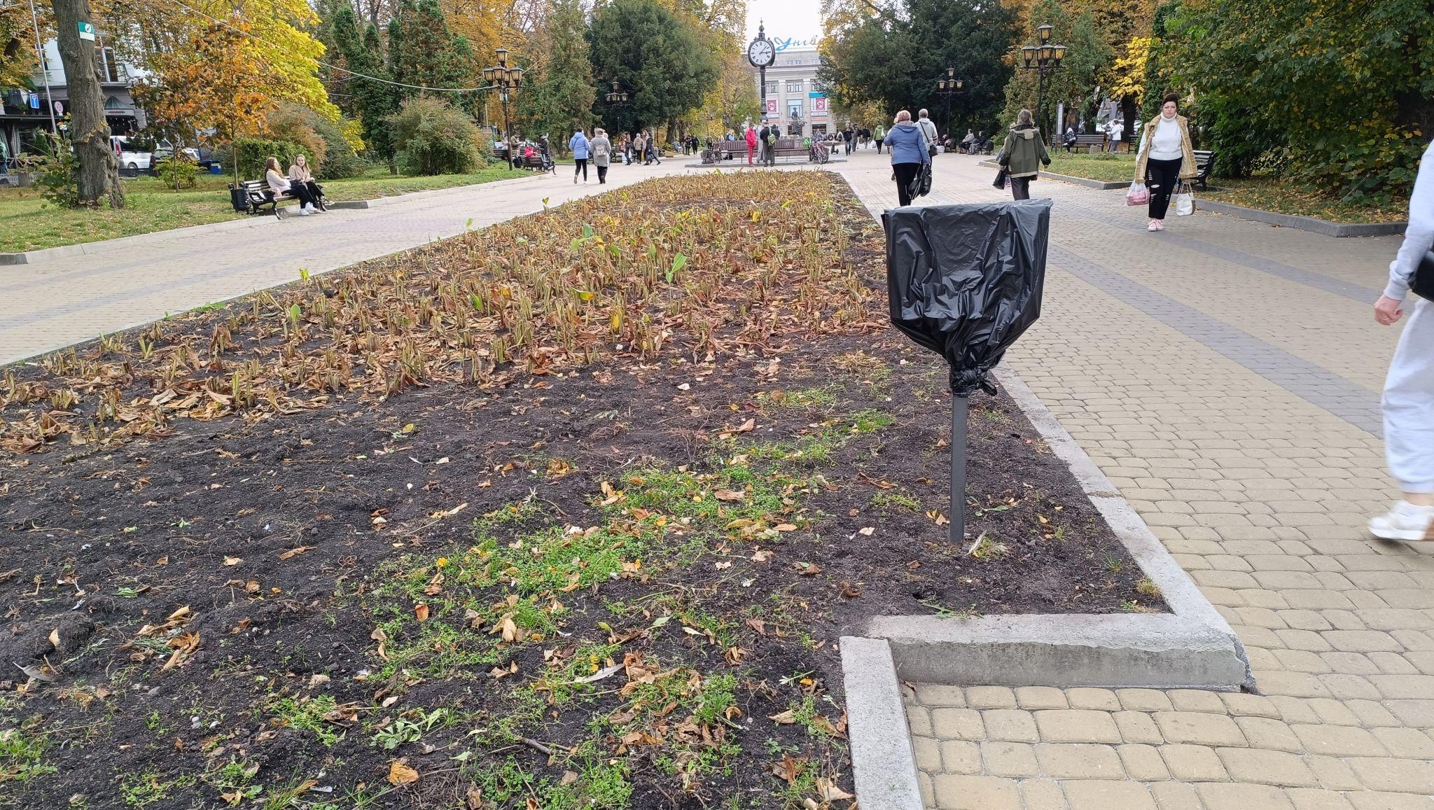 Новини Тернополя - фото з Квітники у центрі Тернополя готують до зими: фото дня