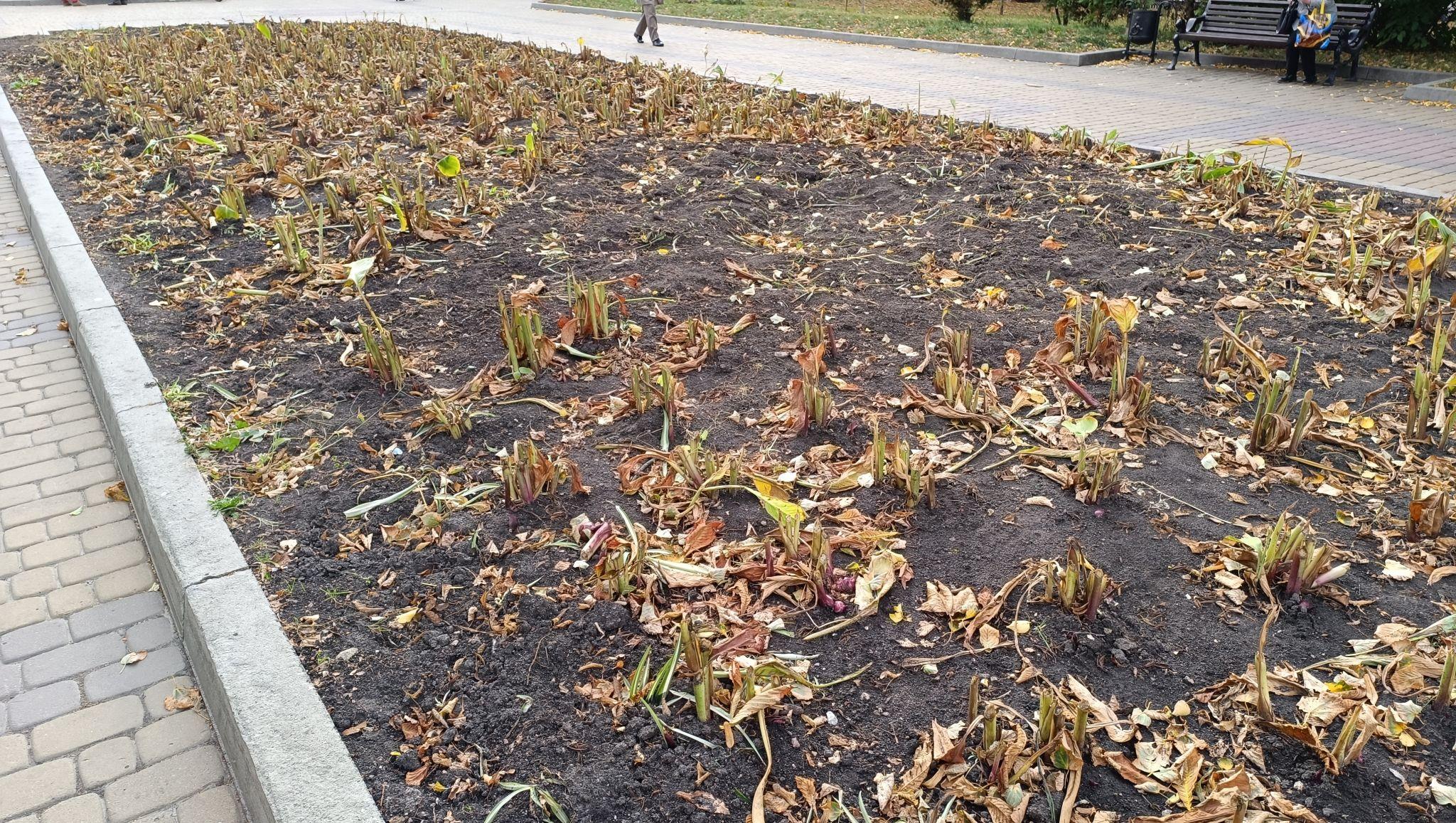 Новини Тернополя - фото з Квітники у центрі Тернополя готують до зими: фото дня