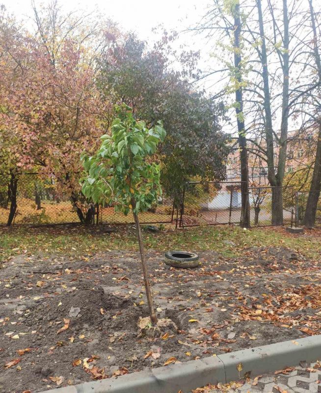 Новини Тернополя - фото з У Тернополі висадили декоративні яблуні, сливи та сакури