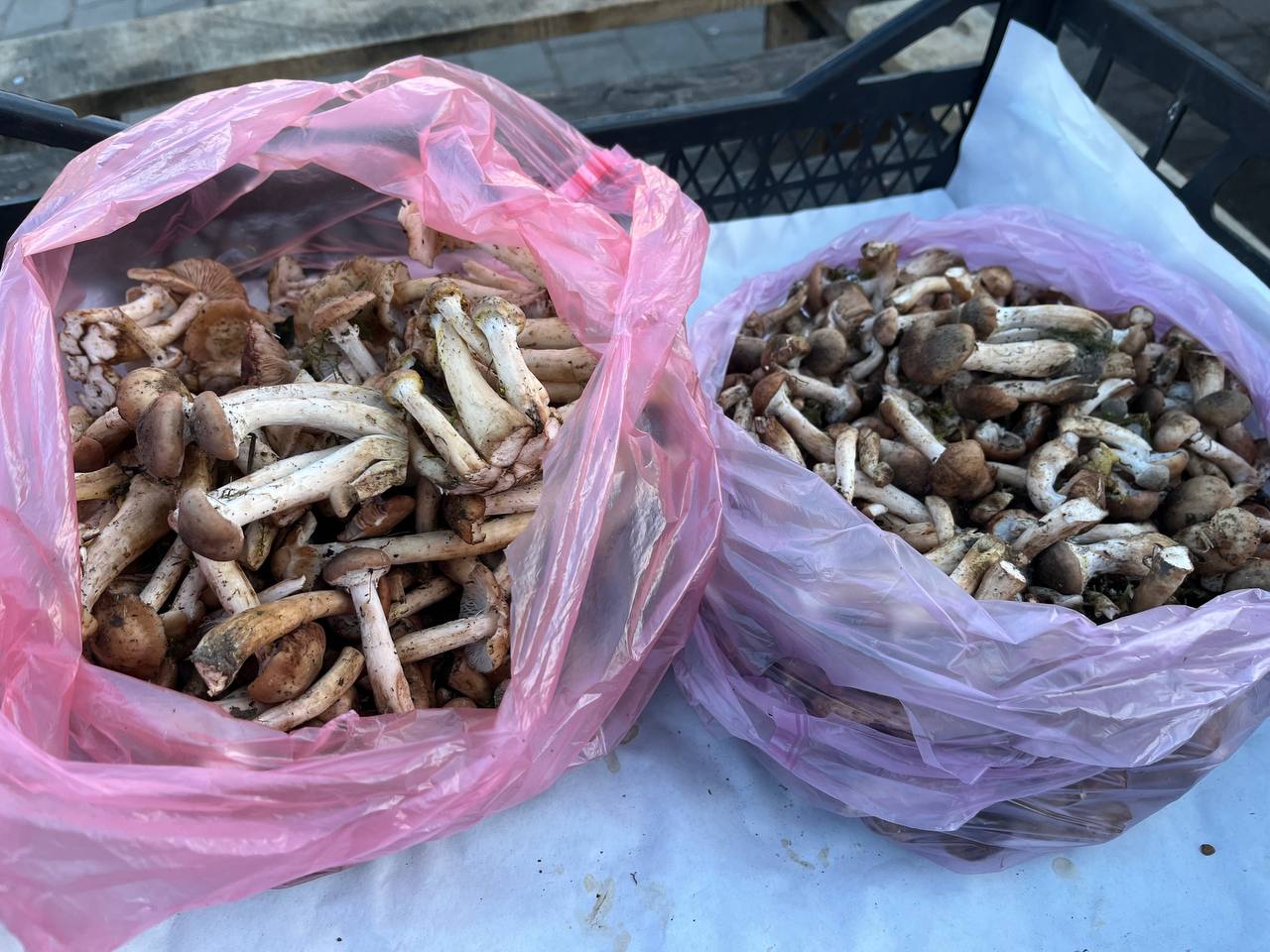 Новини Тернополя - фото з Гриби на стихійних ринках Тернополя: скільки коштують та як не отруїтися