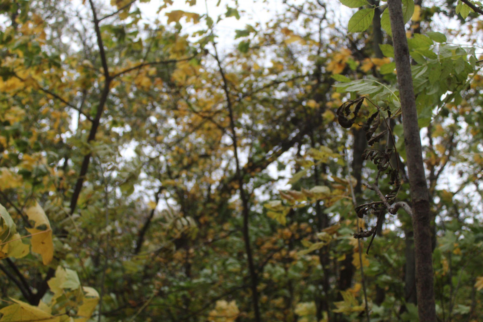 Новини Козятина - фото з Листям замітало подвір’я, сухостої валило на дорогу, а в лісі корчувало дерева.