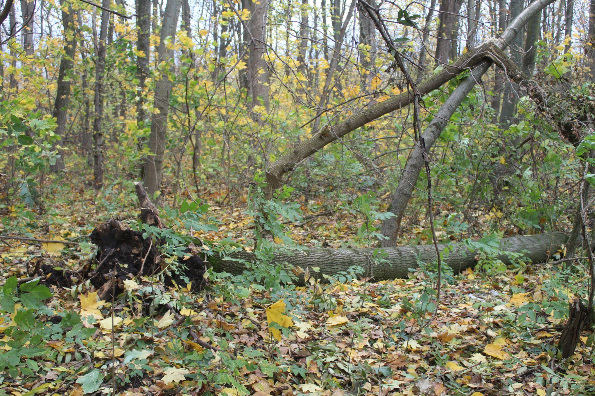 Новини Козятина - фото з Листям замітало подвір’я, сухостої валило на дорогу, а в лісі корчувало дерева.