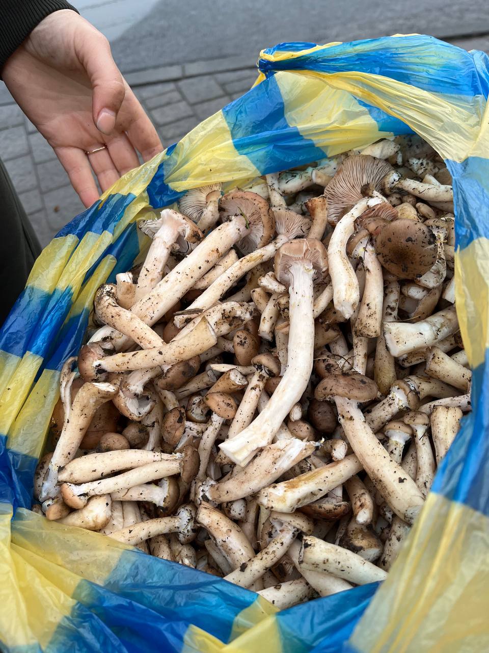 Новини Тернополя - фото з Гриби на стихійних ринках Тернополя: скільки коштують та як не отруїтися