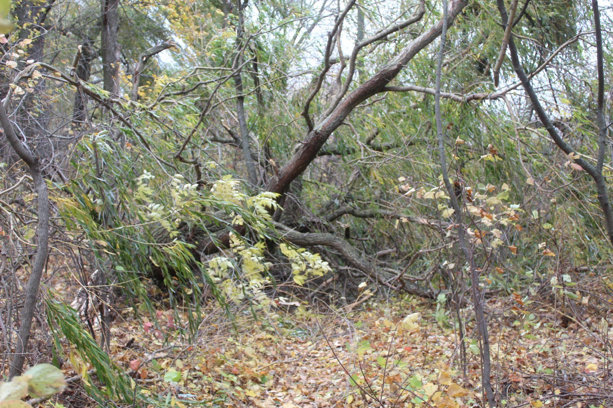 Новини Козятина - фото з Листям замітало подвір’я, сухостої валило на дорогу, а в лісі корчувало дерева.