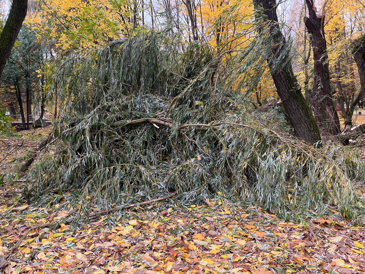 Новини Тернополя - фото з Повалені дерева та розкидане гілля: наслідки нічної негоди у парку «Сопільче»