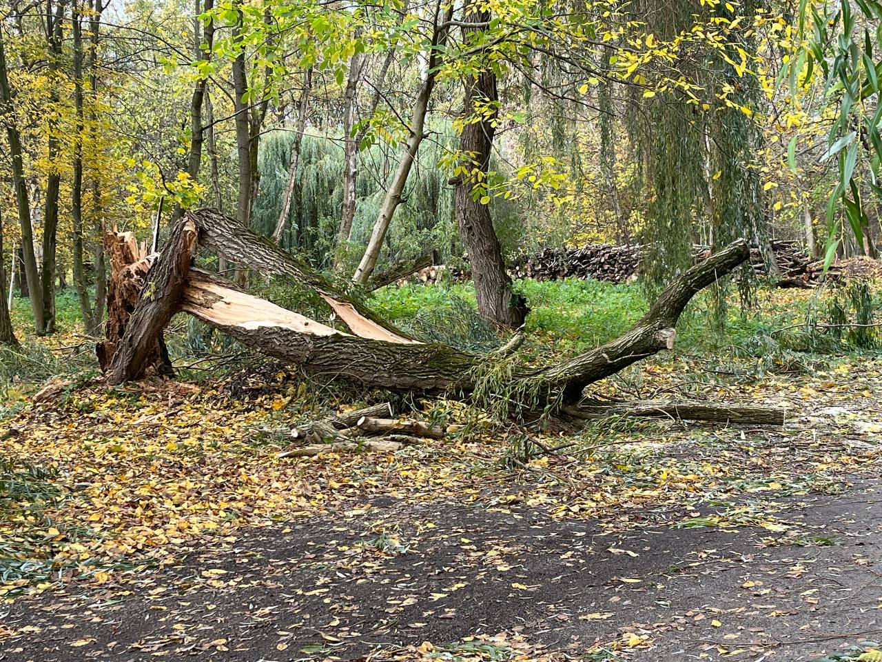 Новини Тернополя - фото з Повалені дерева та розкидане гілля: наслідки нічної негоди у парку «Сопільче»