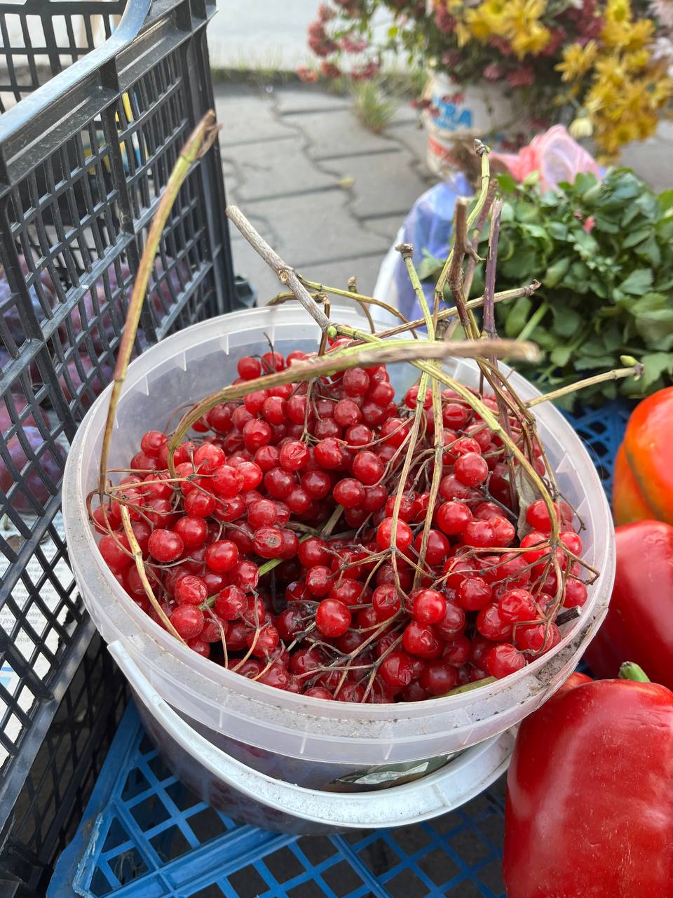 Новини Тернополя - фото з Шипшина за 35 гривень, а груша – 70: скільки коштують сезонні фрукти, овочі та ягоди у Тернополі