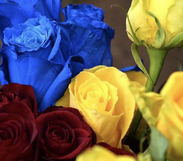 На зображенні може бути: квітка