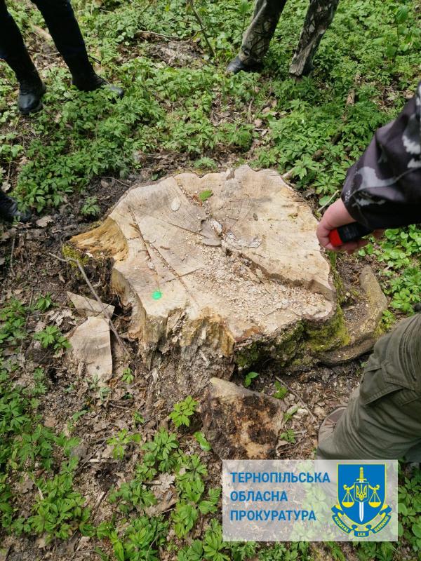 Новини Тернополя - фото з Колишнього лісника із Тернопільщини підозрюють у незаконній рубці дерев на майже мільйон гривень
