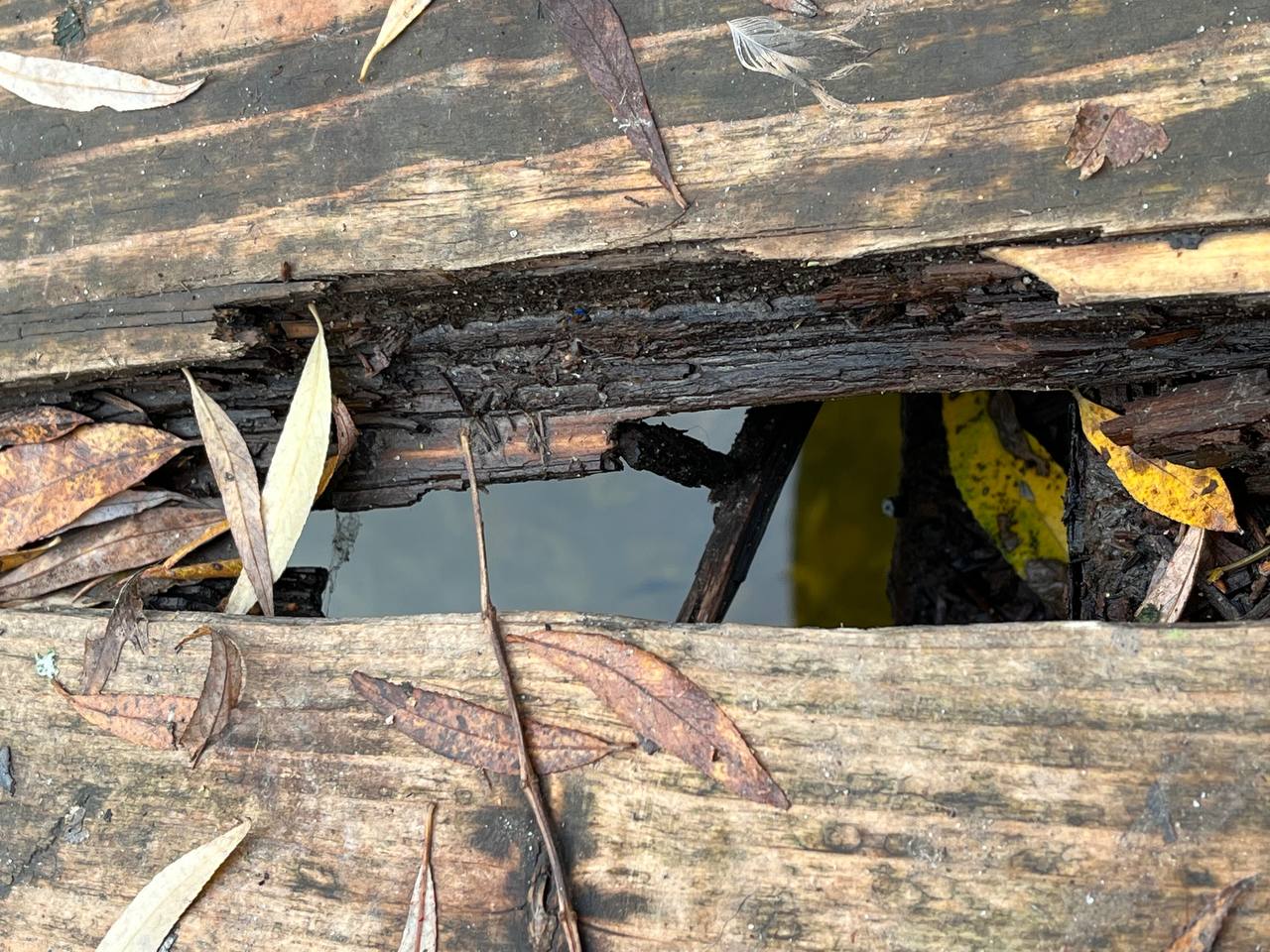 Новини Тернополя - фото з Через дірки вже видно водойму: коли у парку «Сопільче» відремонтують міст