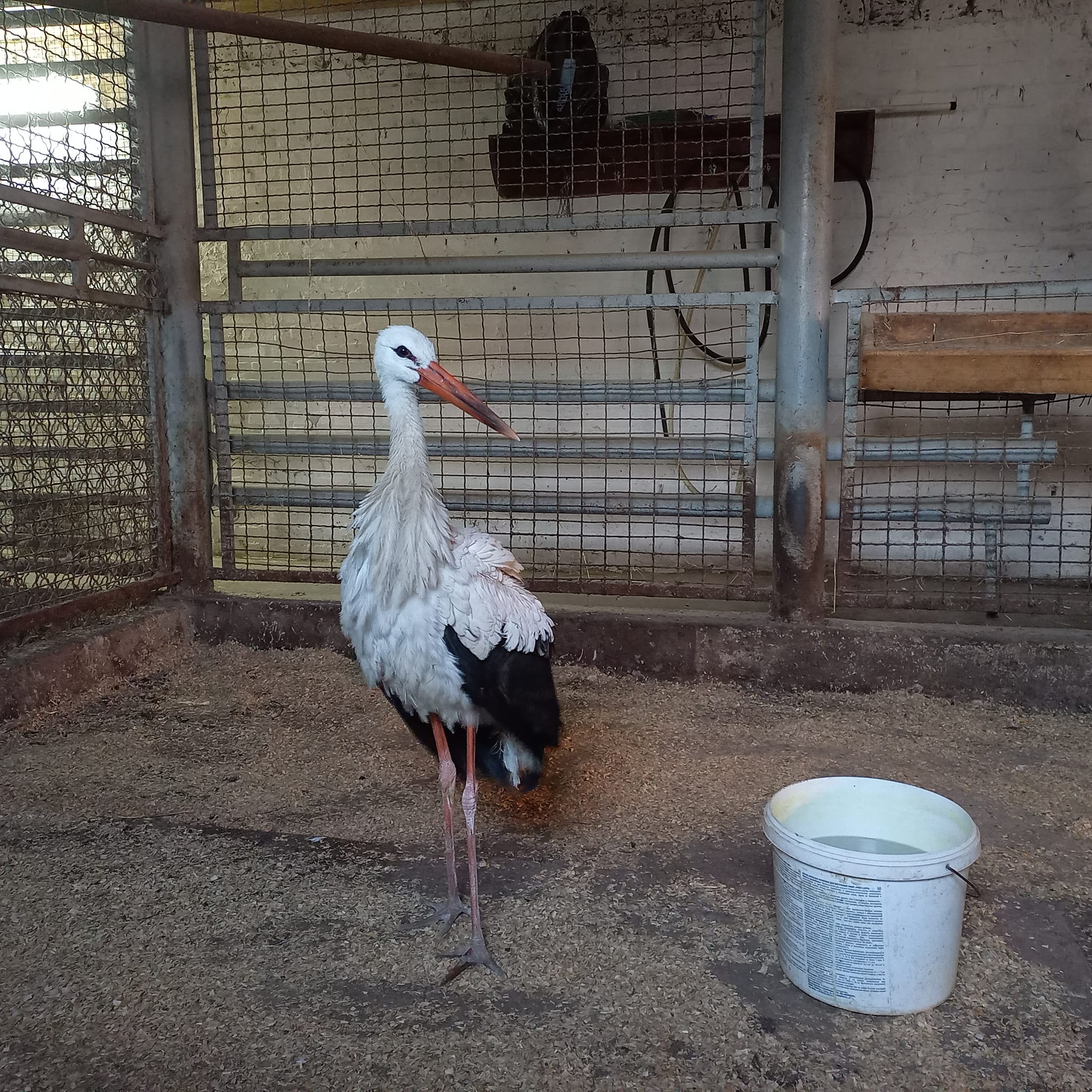 Новини Вінниці - фото з Лелека, що йшов у жалобній ході за загиблим Воїном з Ямпільщини, поселився у Подільському зоопарку