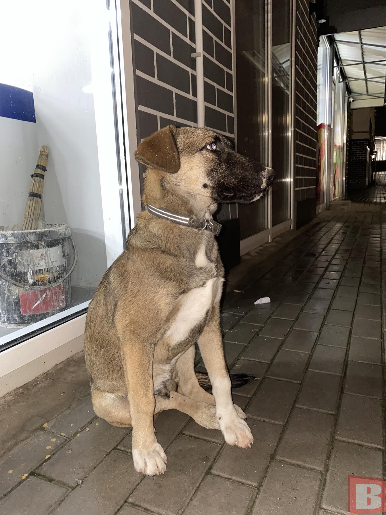 Новини Хмельницького - фото з Що робити, якщо знайшли собаку чи цуценя в Хмельницькому? Реальна історія та інструкція