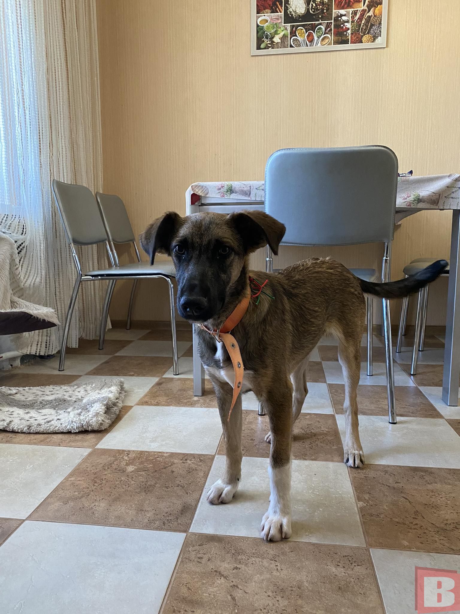 Новини Хмельницького - фото з Що робити, якщо знайшли собаку чи цуценя в Хмельницькому? Реальна історія та інструкція