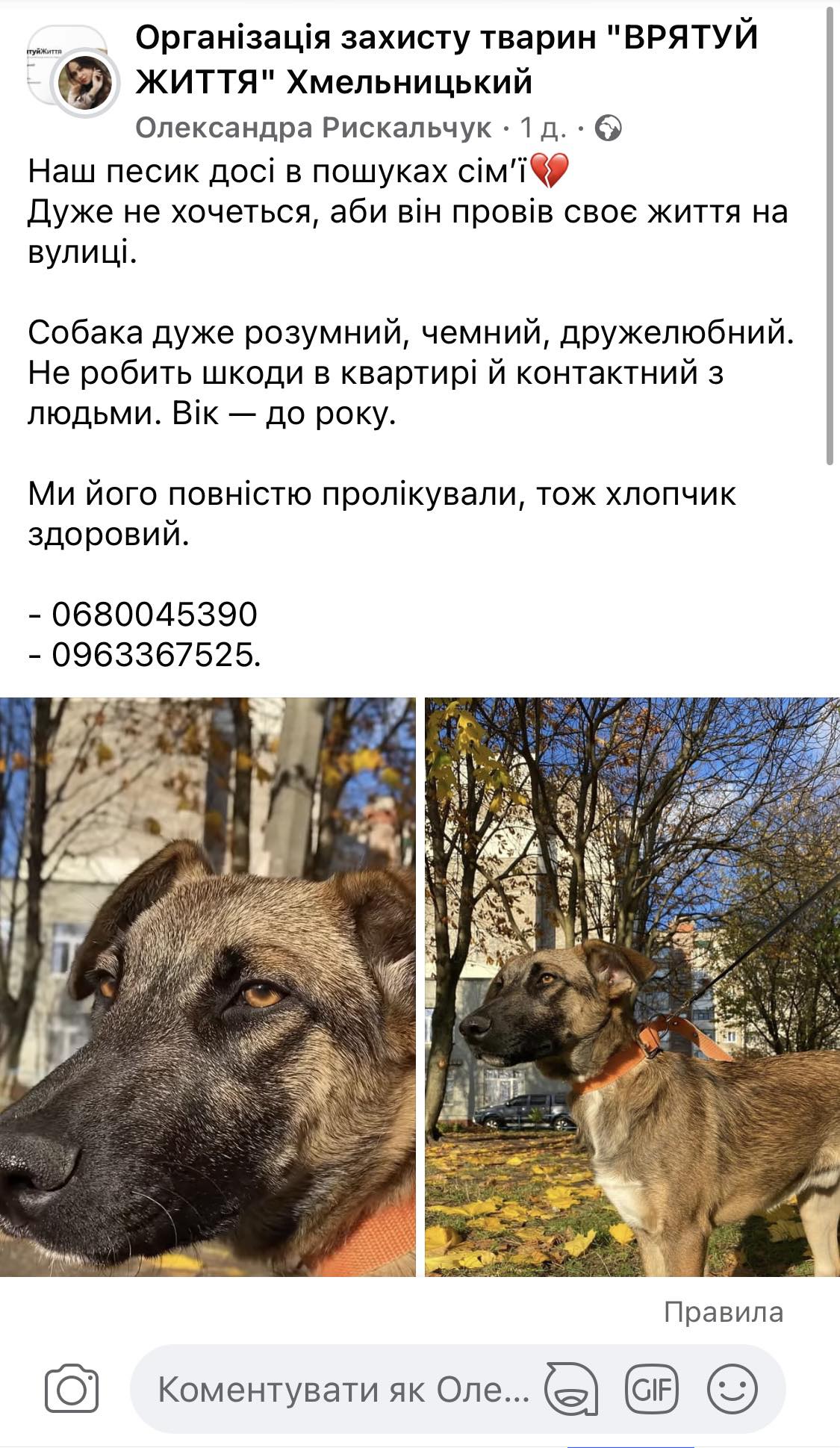 Новини Хмельницького - фото з Що робити, якщо знайшли собаку чи цуценя в Хмельницькому? Реальна історія та інструкція Нет описания.