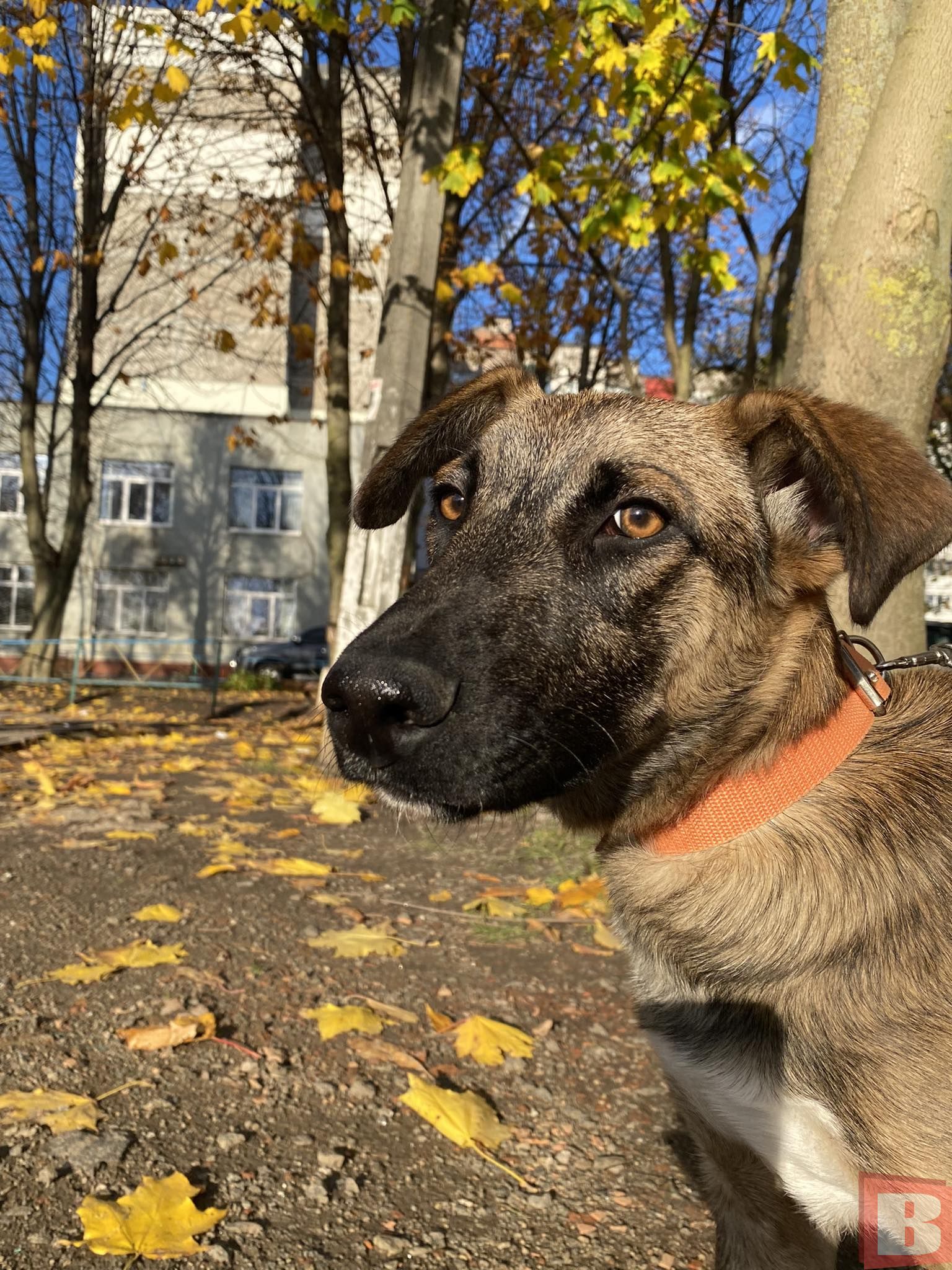 Новини Хмельницького - фото з Що робити, якщо знайшли собаку чи цуценя в Хмельницькому? Реальна історія та інструкція