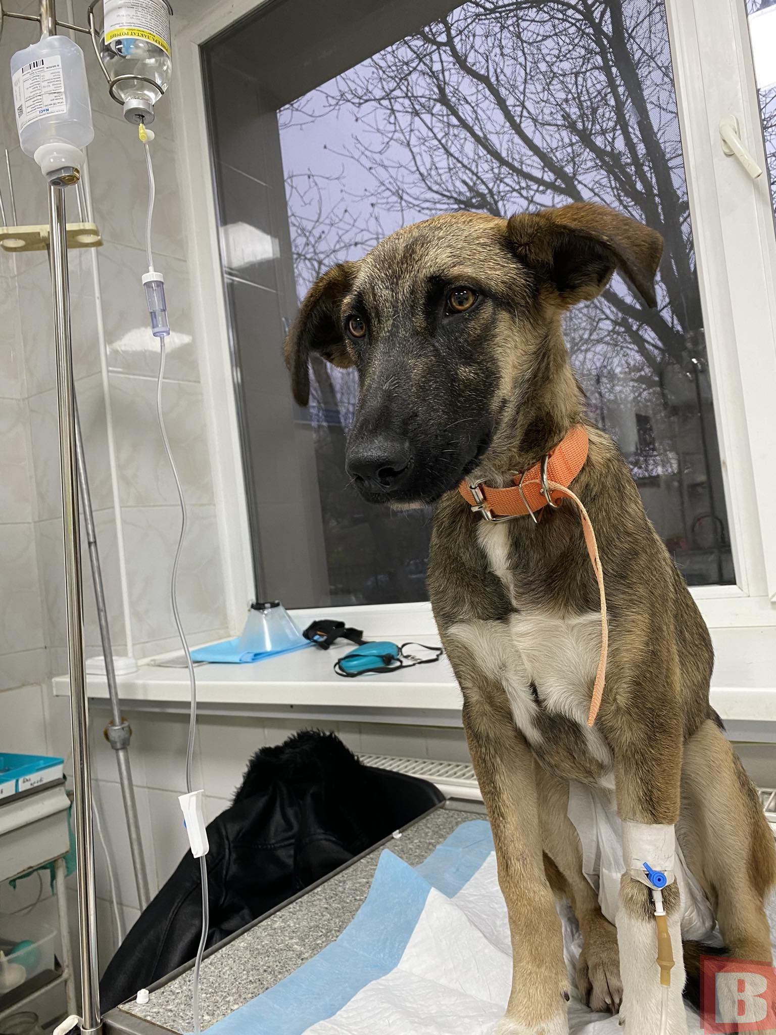 Новини Хмельницького - фото з Що робити, якщо знайшли собаку чи цуценя в Хмельницькому? Реальна історія та інструкція