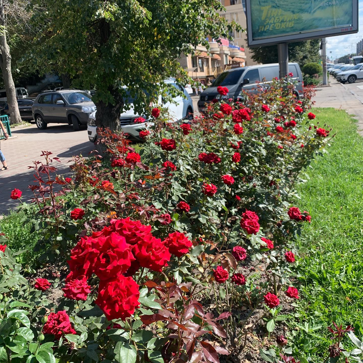 Новини Вінниці - фото з Майже 15 тисяч кущів: комунальне підприємство готує вінницькі троянди до зими