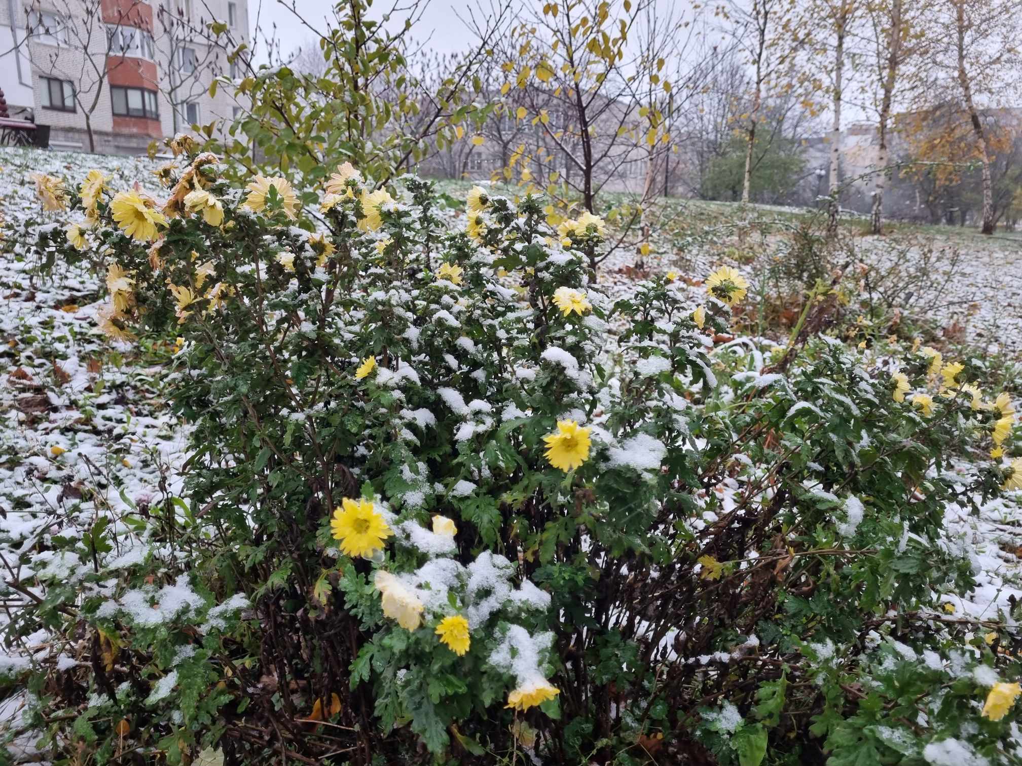 Новини Тернополя - фото з У Тернополі — перший сніг: як виглядає місто та що прогнозують синоптики