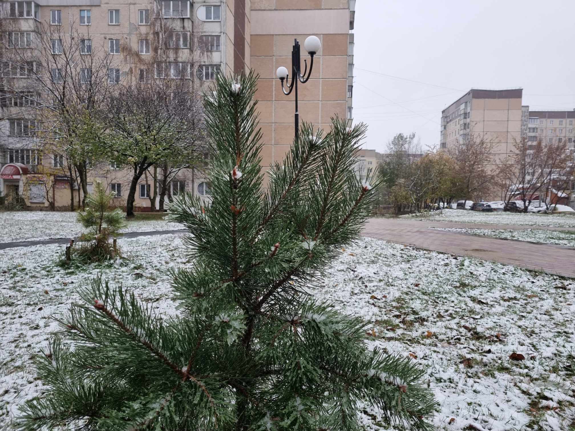 Новини Тернополя - фото з У Тернополі — перший сніг: як виглядає місто та що прогнозують синоптики