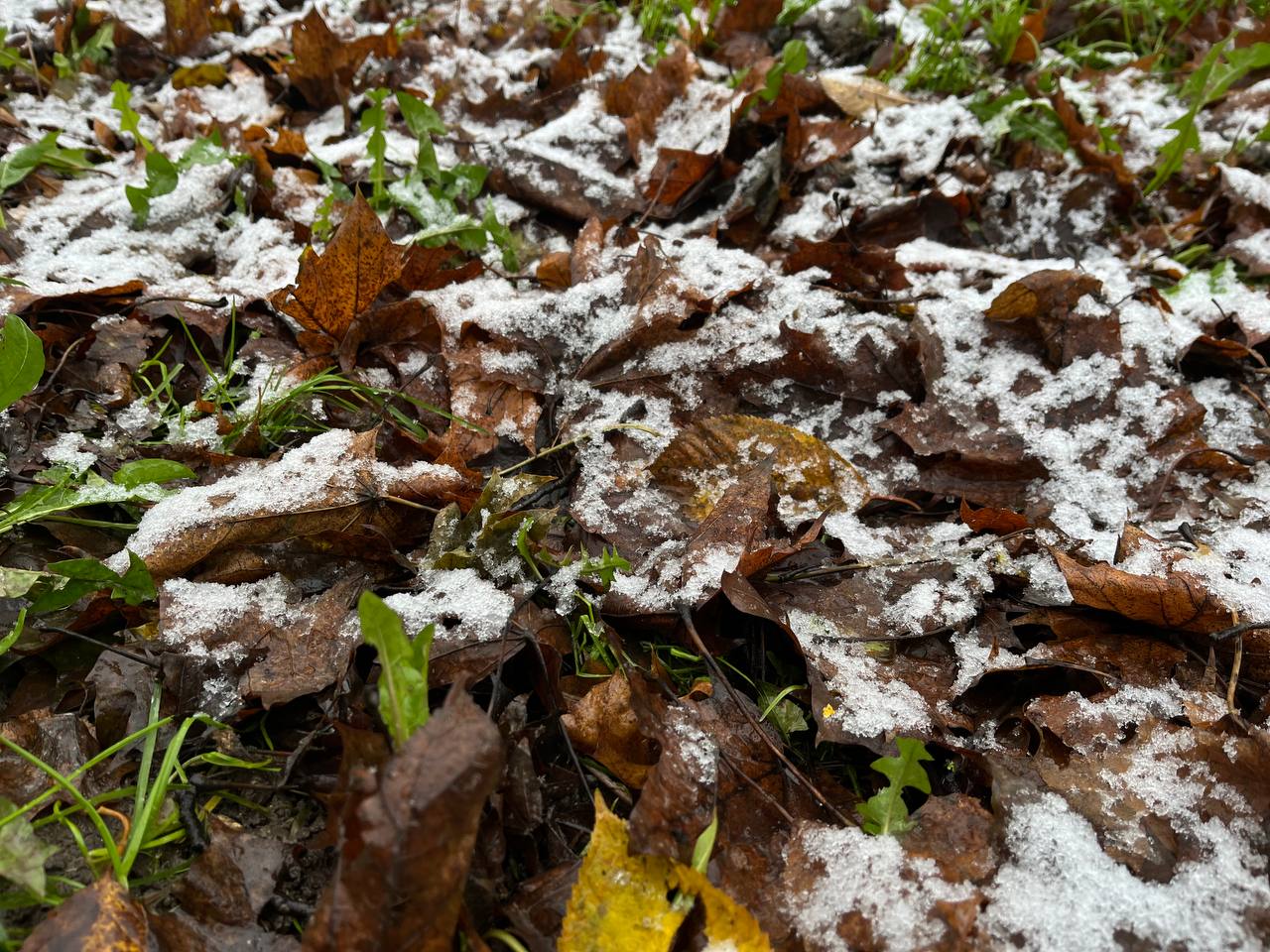Новини Тернополя - фото з У Тернополі — перший сніг: як виглядає місто та що прогнозують синоптики