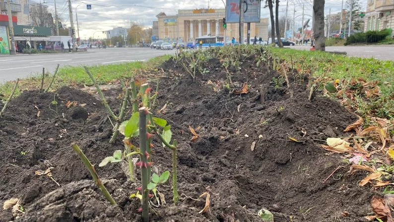 Новини Вінниці - фото з Майже 15 тисяч кущів: комунальне підприємство готує вінницькі троянди до зими