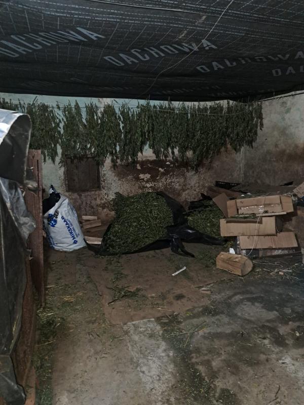 Новини Тернополя - фото з Замість помідорів — конопля: на Тернопільщині чоловік організував масштабний наркобізнес