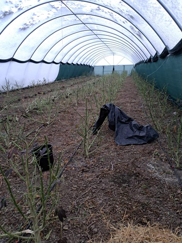 Новини Тернополя - фото з Замість помідорів — конопля: на Тернопільщині чоловік організував масштабний наркобізнес